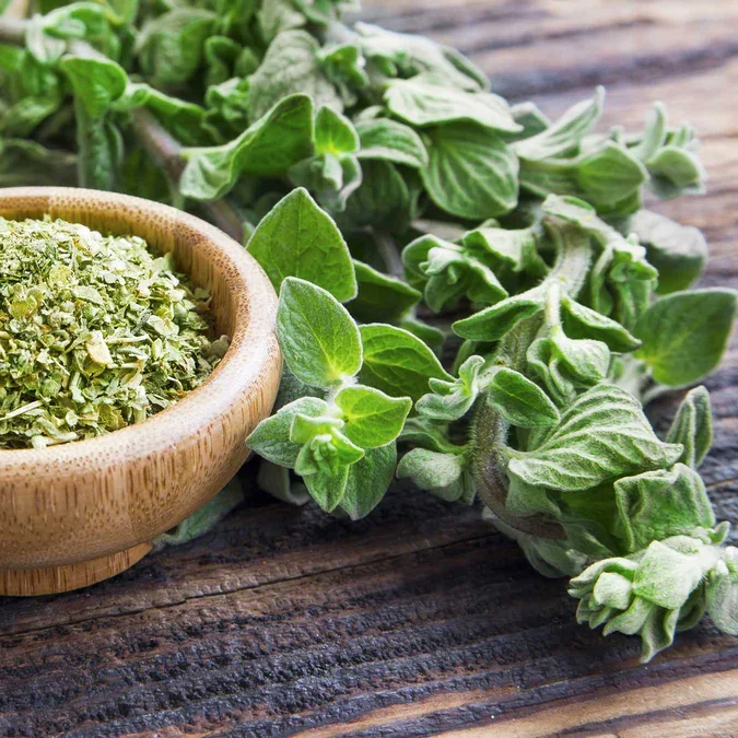 oregano-shk-1.webp