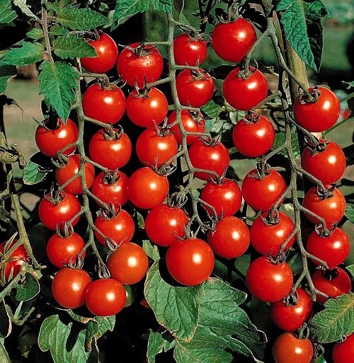 Cherry Tomato Plant