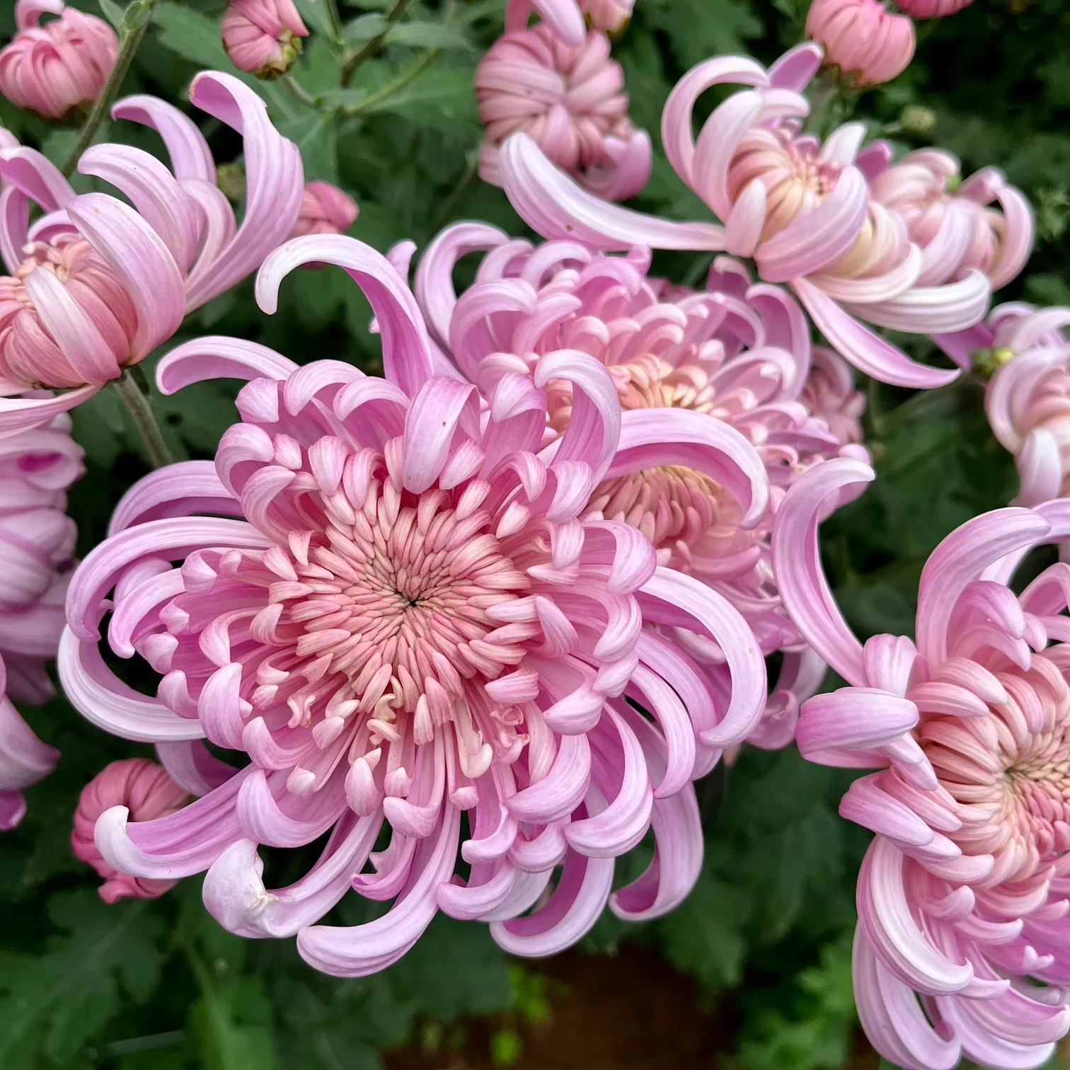 heirloom mum 3.webp