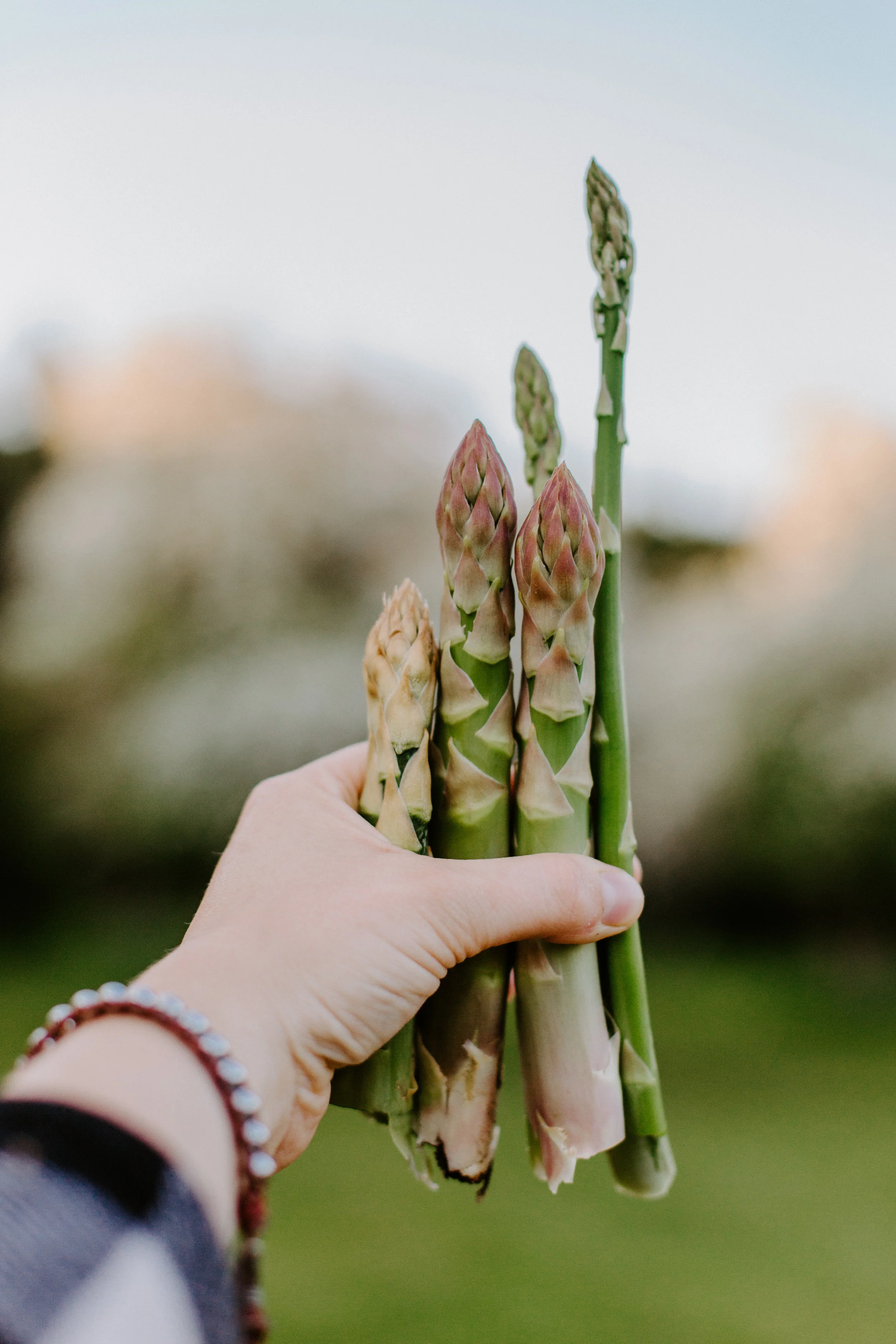 FEATURE FRIDAY: HARVESTING ASPARAGUS WITH EMMA TEMBREULL