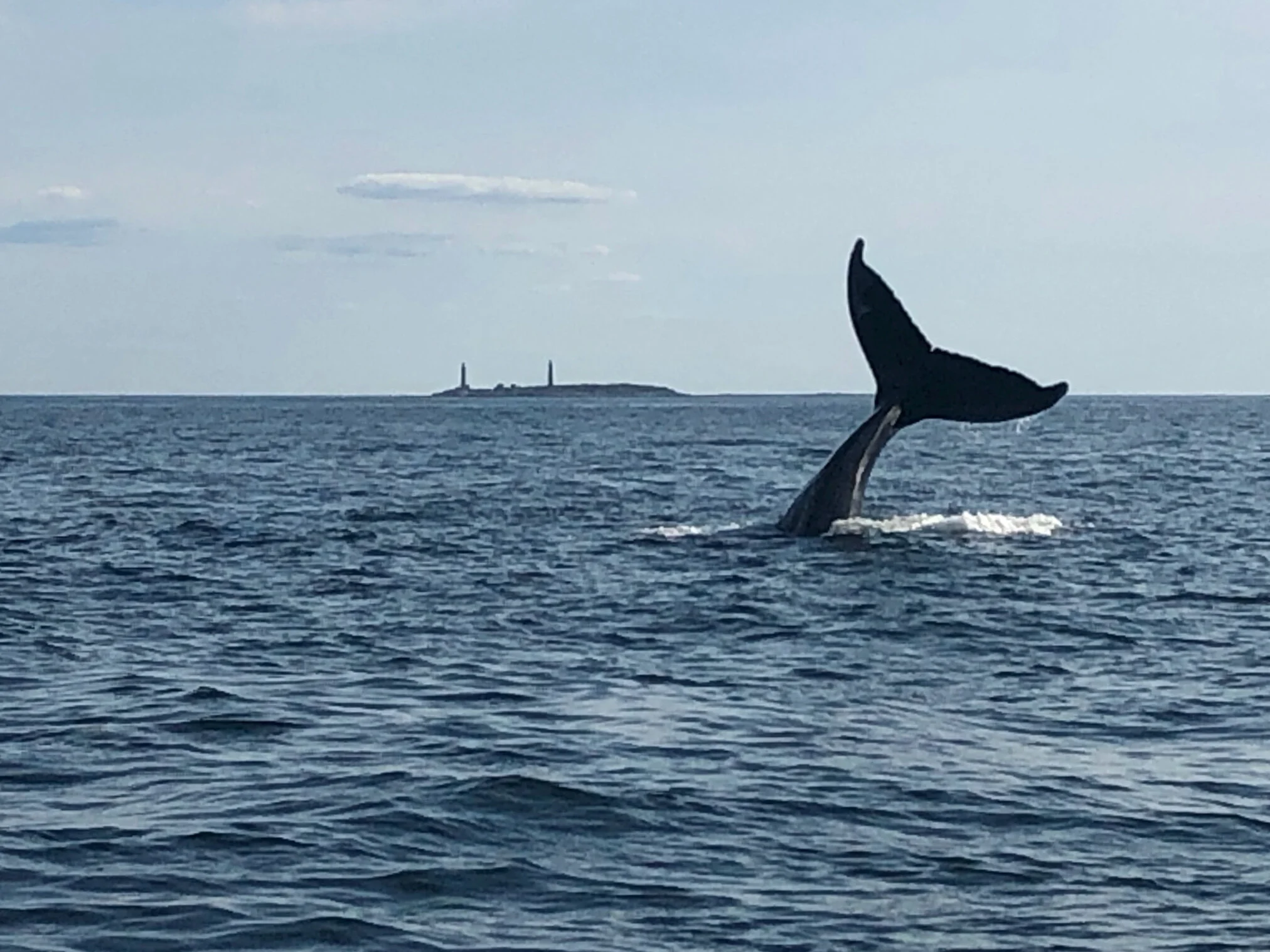 sights-whales-1 - 8.jpeg