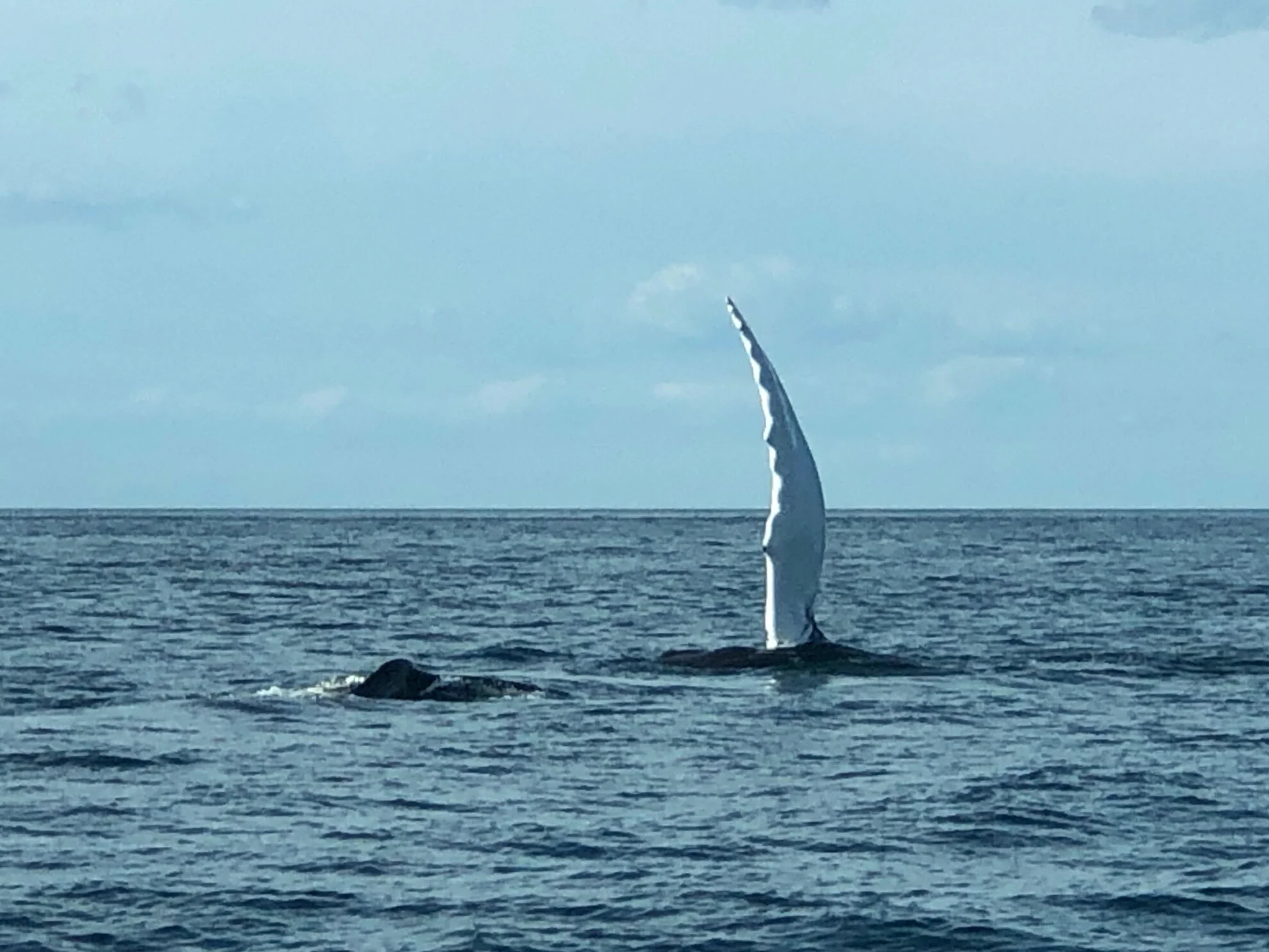 sights-whales-1 - 5.jpeg