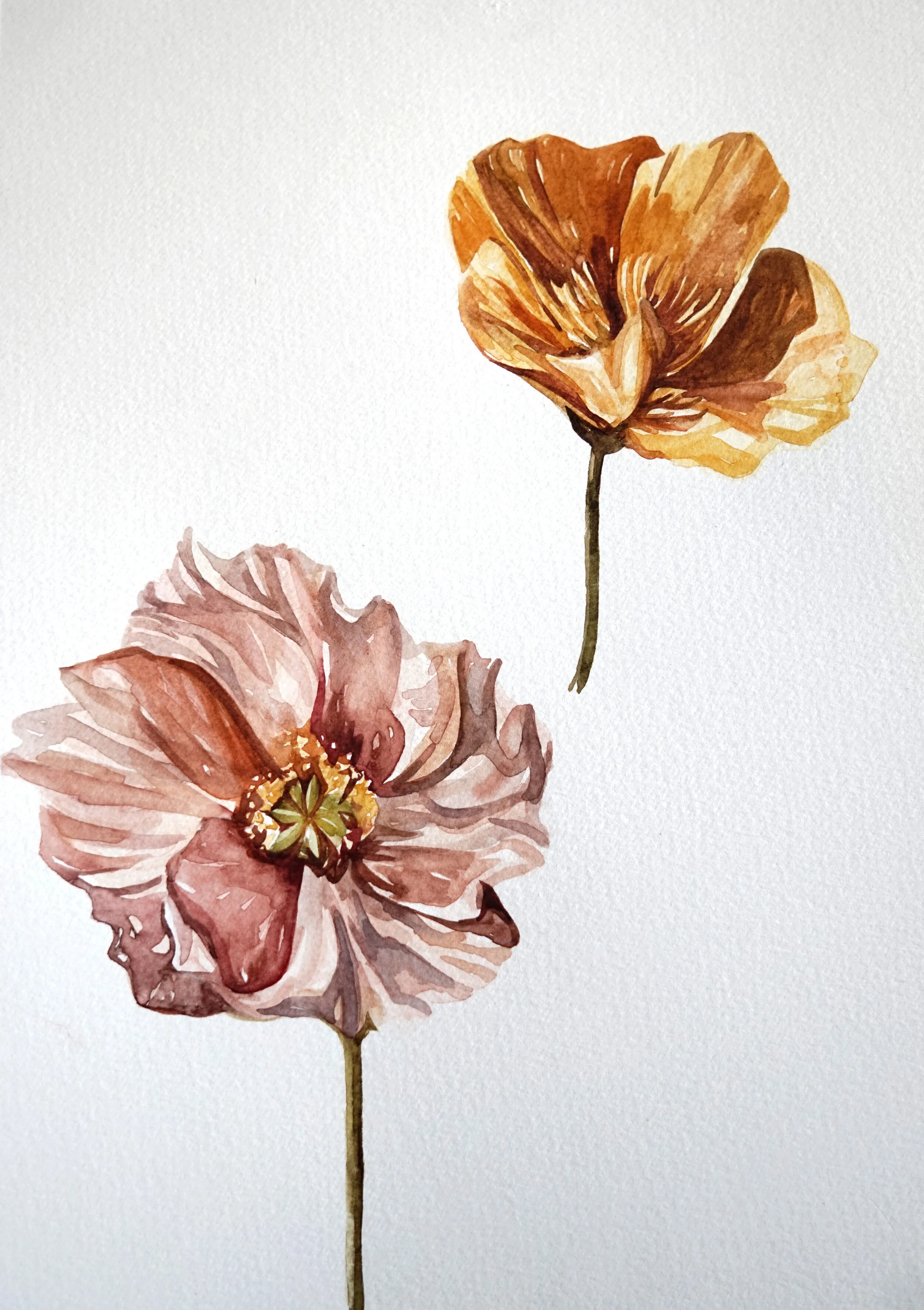 Poppies Edit.jpg