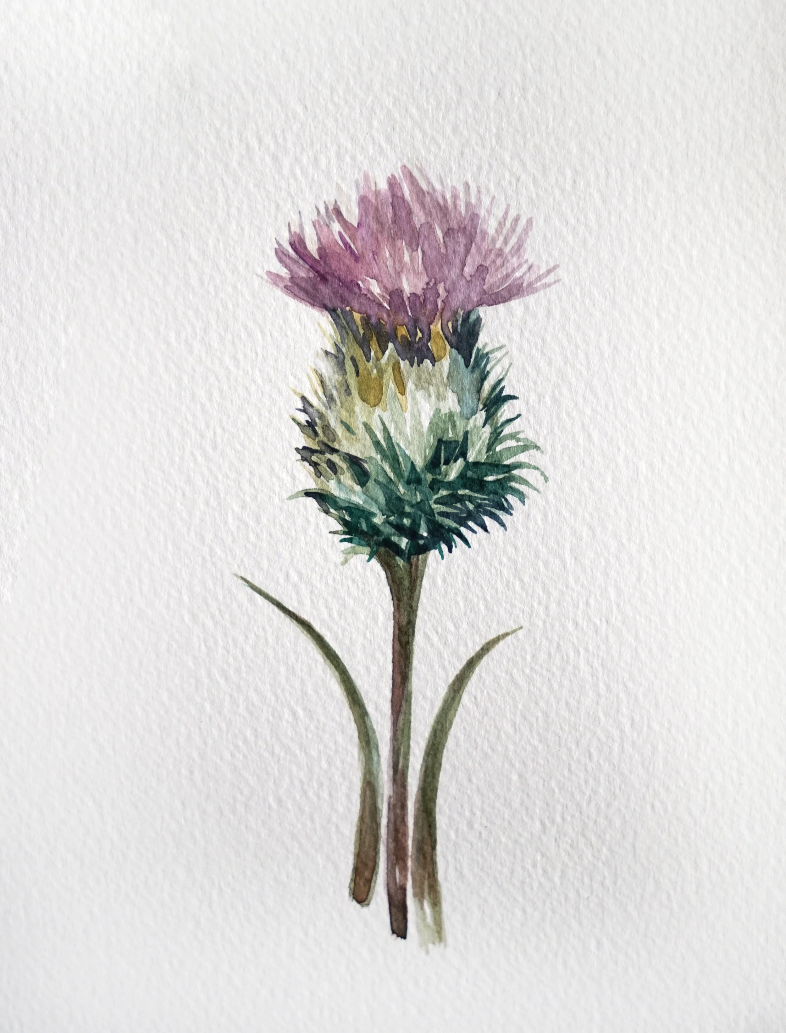 Thistle 2.jpg