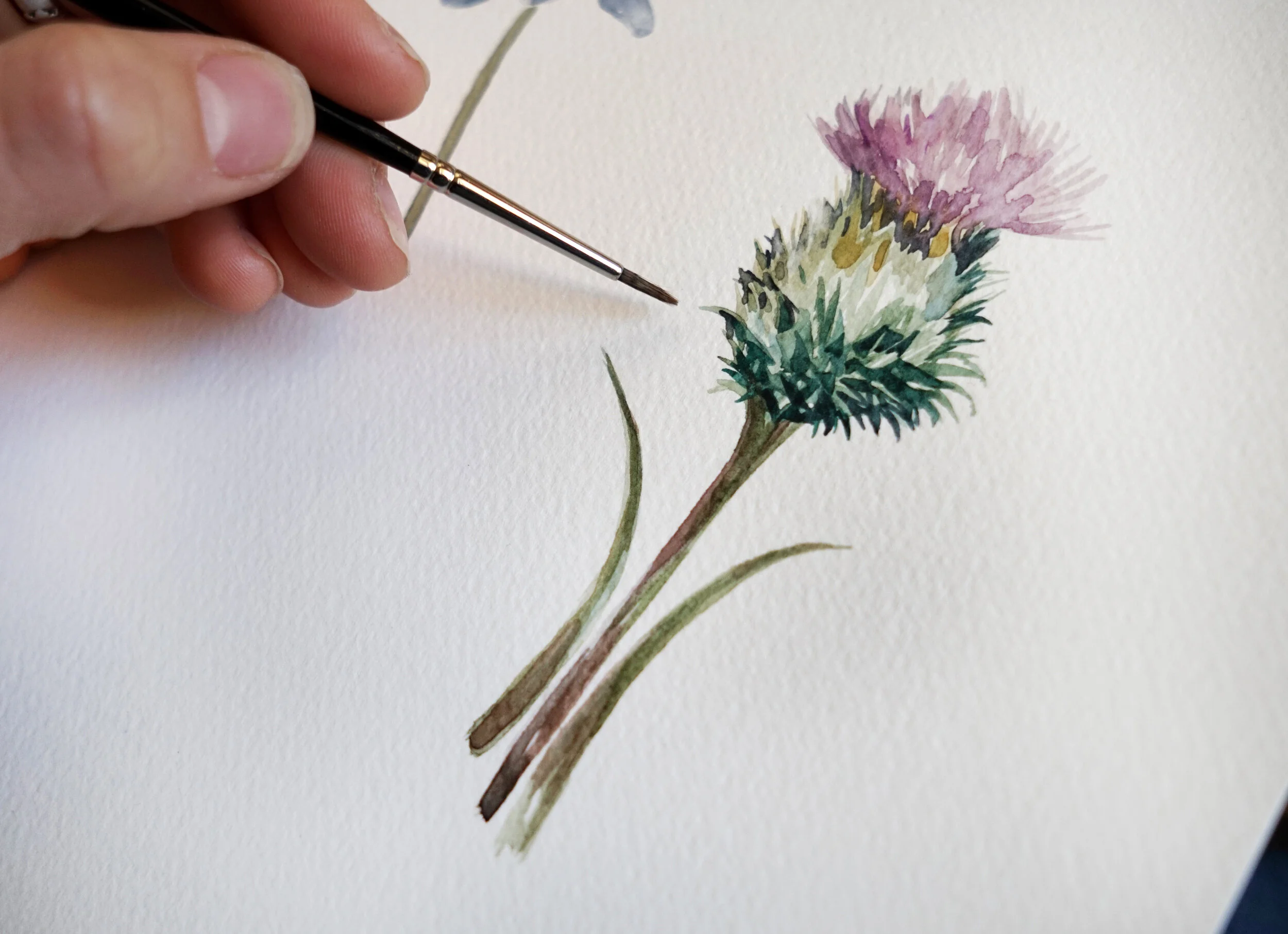 Thistle Edit.jpg