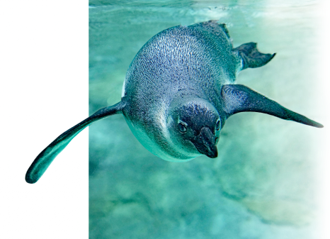 Denver Zoo Membership