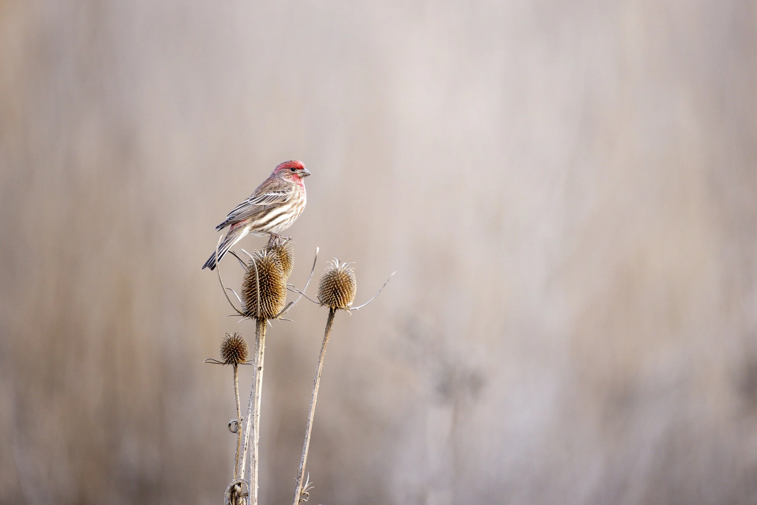 Our Daily Prayer for Monday - Rev. Millie McFarland