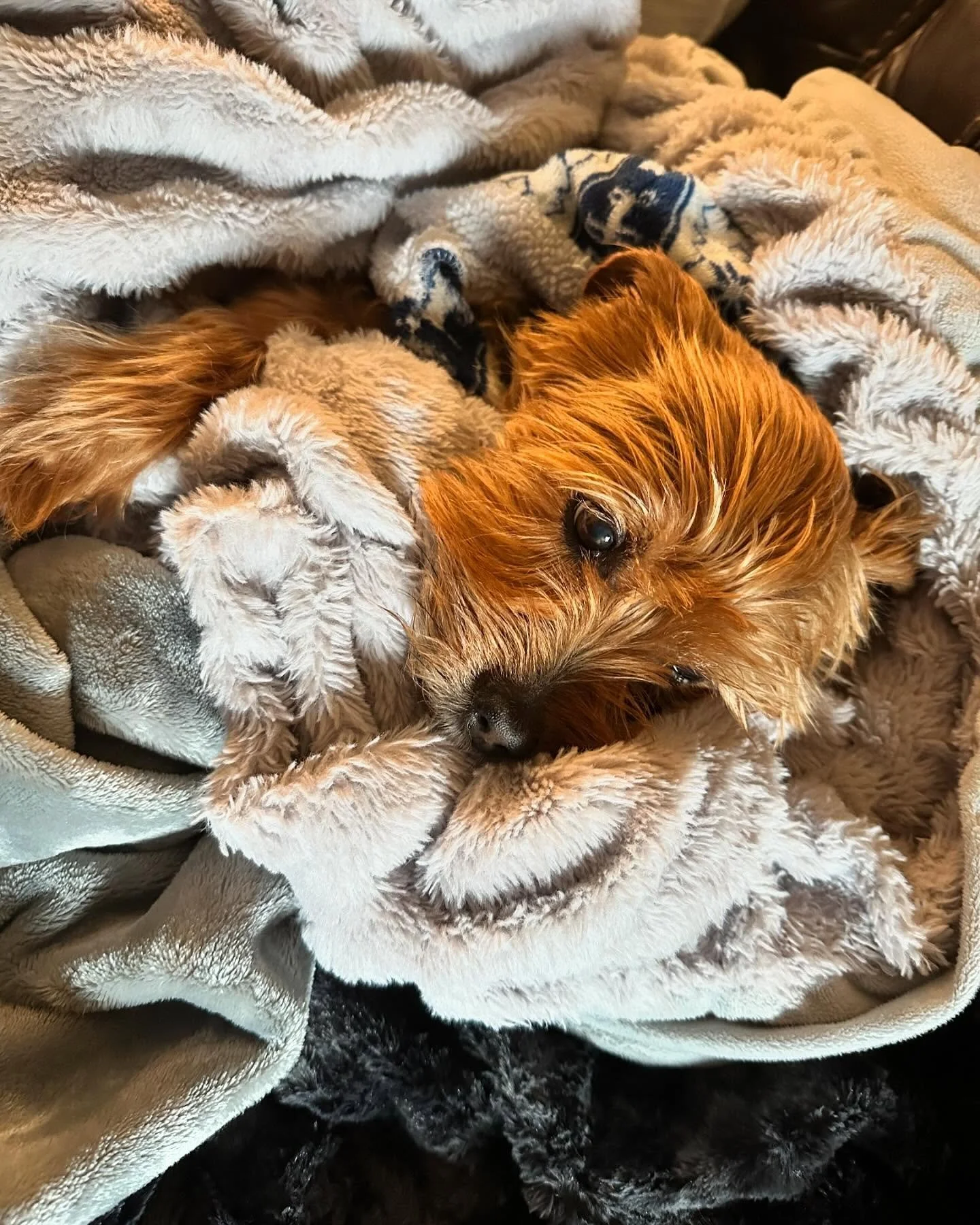 Our dearest Truman has one paw on the rainbow bridge today 🌈 he&rsquo;s resting comfortably, eating bones and receiving all our love &hearts;️