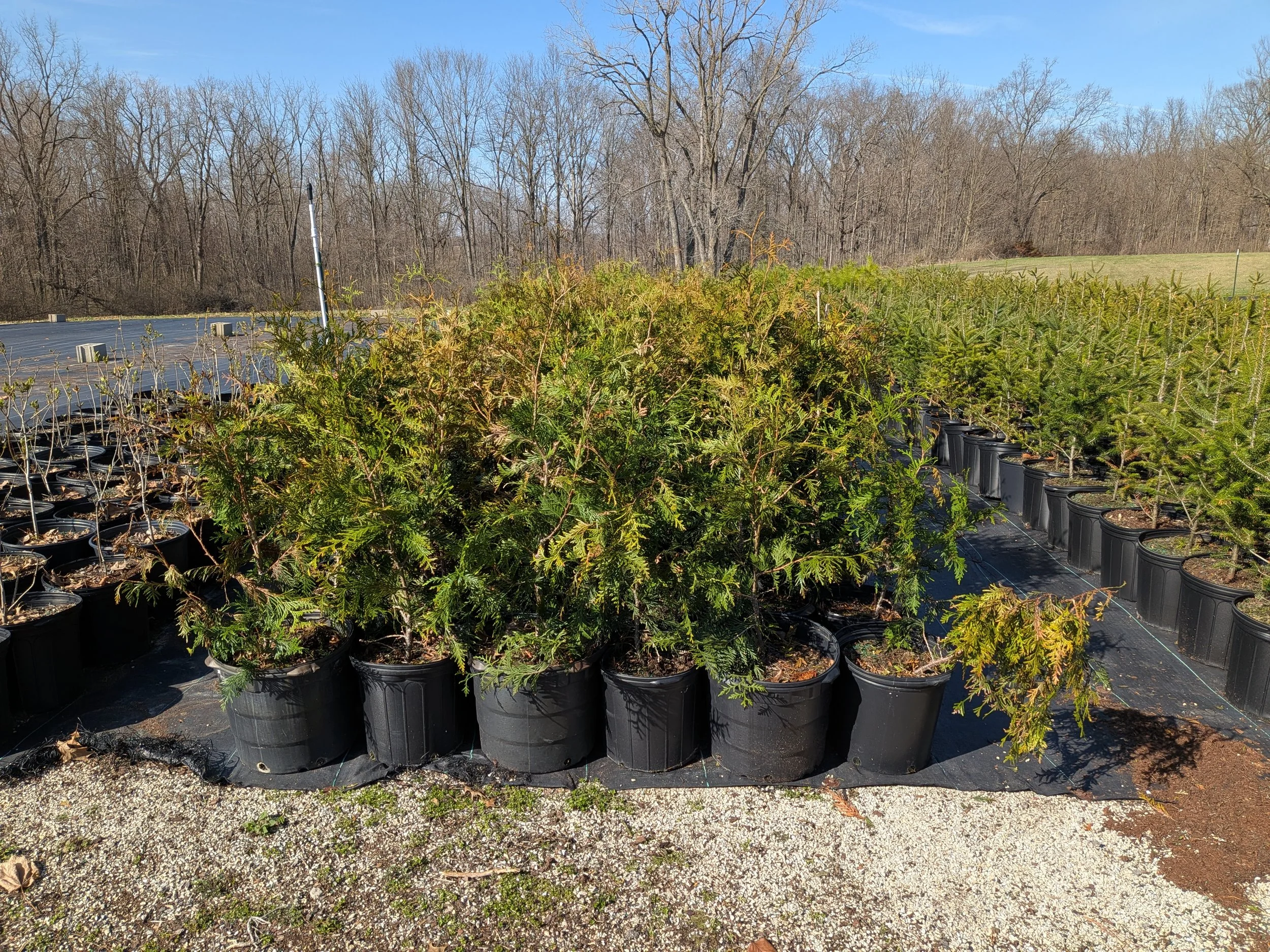 2-3' Green Giant Arborvitae