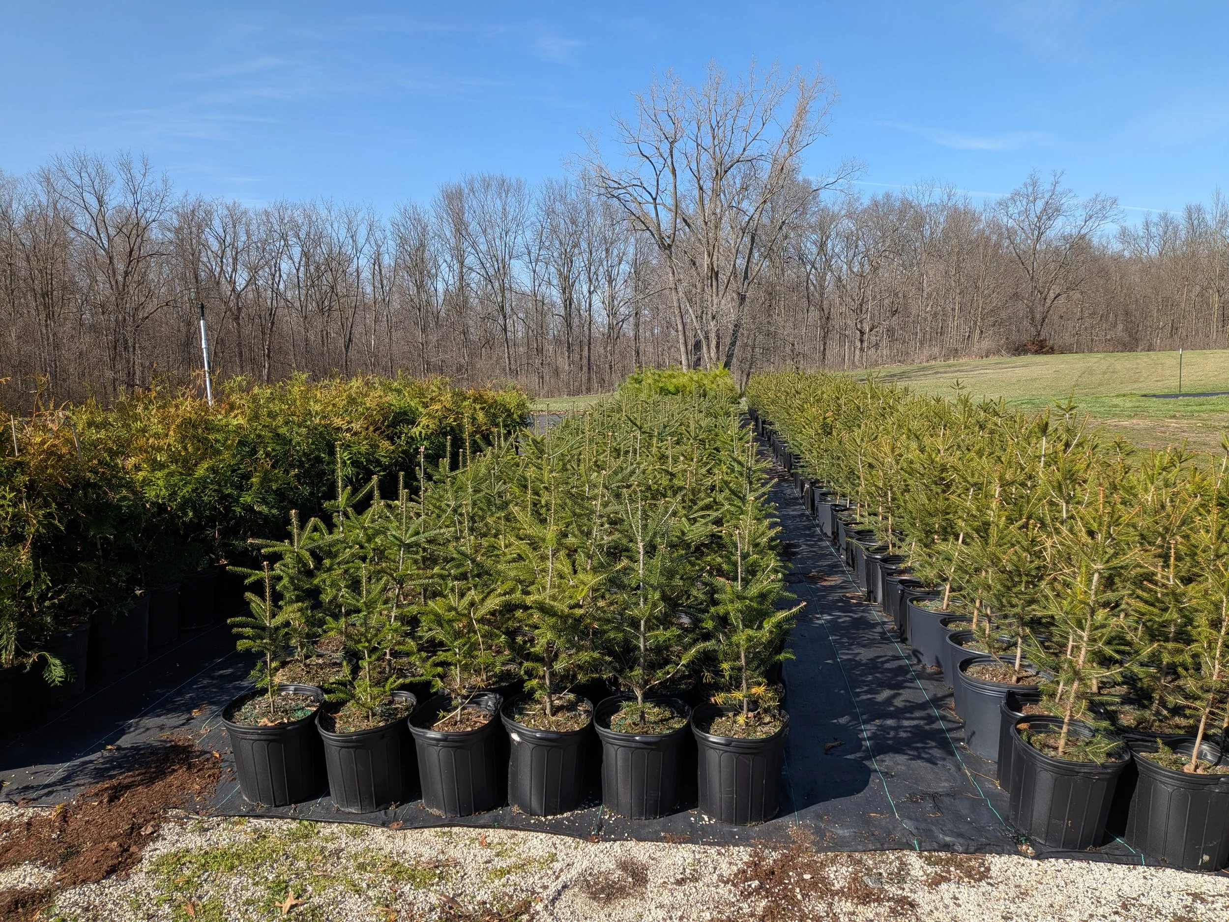 2-3' Canaan Fir.jpg