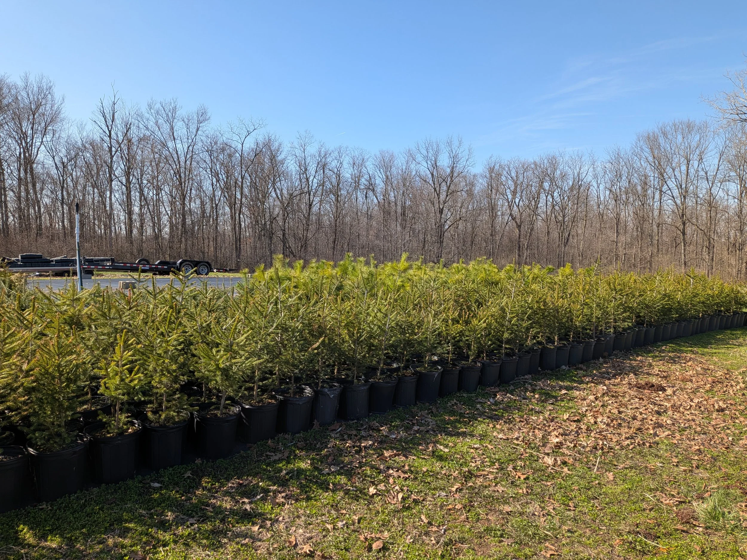 2-3' Norway Spruce.jpg