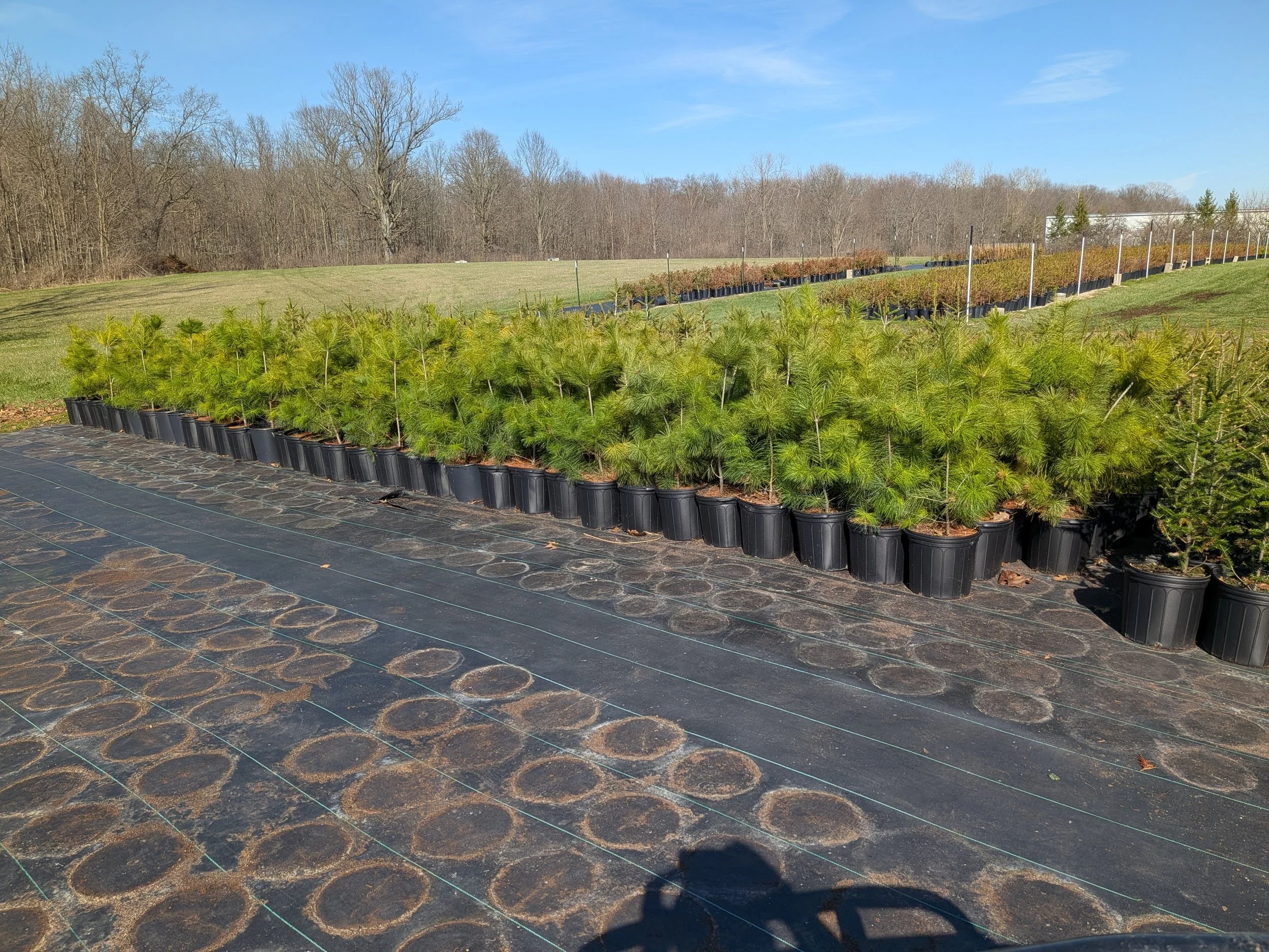 2-3' White Pine.jpg