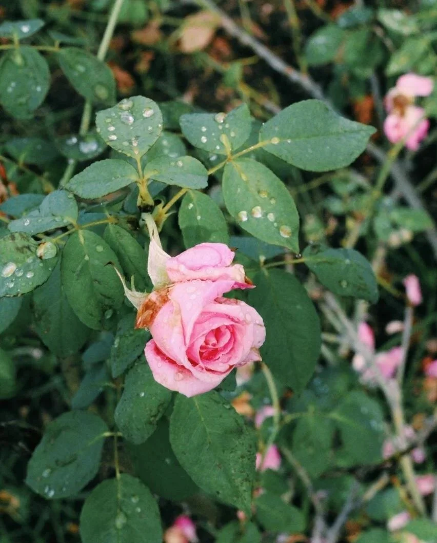 Everything Rose: Its Origin, Taste, Benefits and Uses