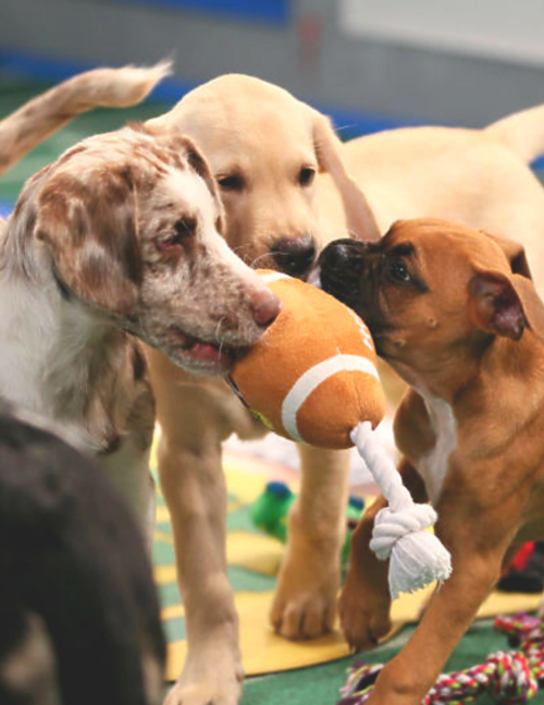 Puppy Bowl - Mountain Pet Rescue Fundraiser