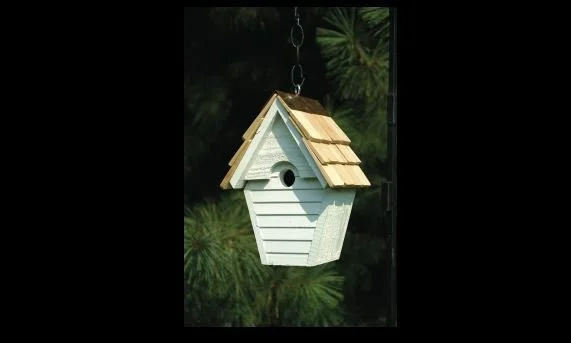 wren in the wind 4.JPG