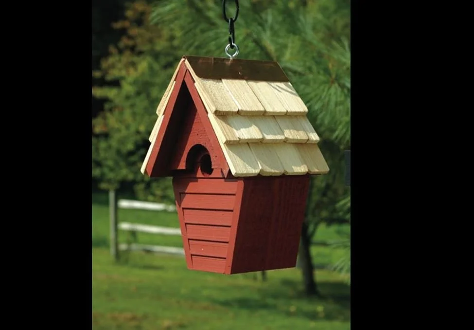 wren in the wind 3.JPG