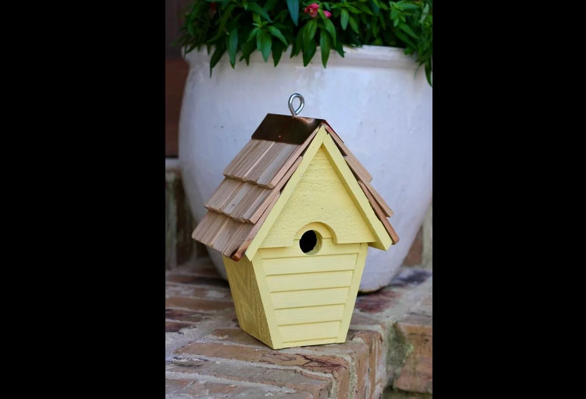wren in the wind 6.JPG