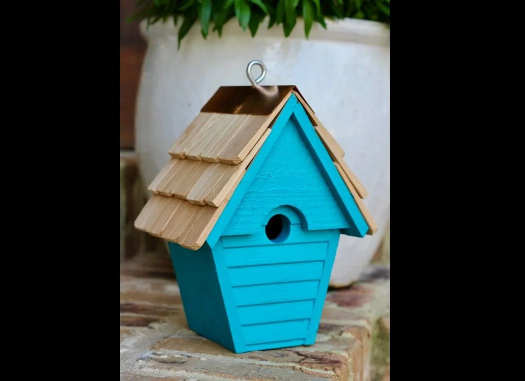 wren in the wind 7.JPG