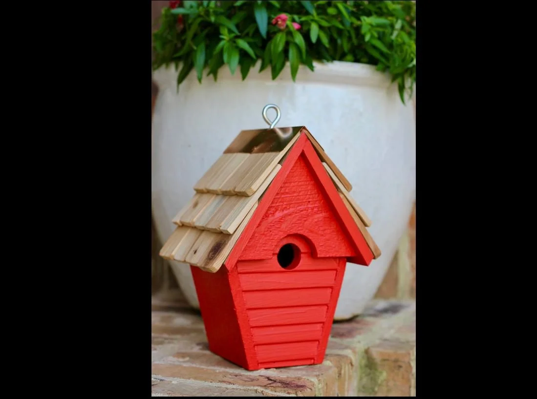 wren in the wind 5.JPG