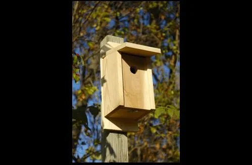 Eastern Bluebird Joy Box