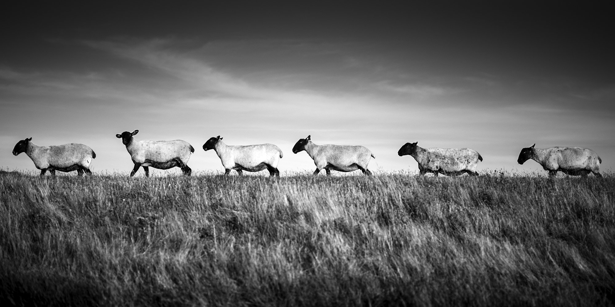 6V4A7505.2023.08.03.Ver01.Six Sheep.web.jpg