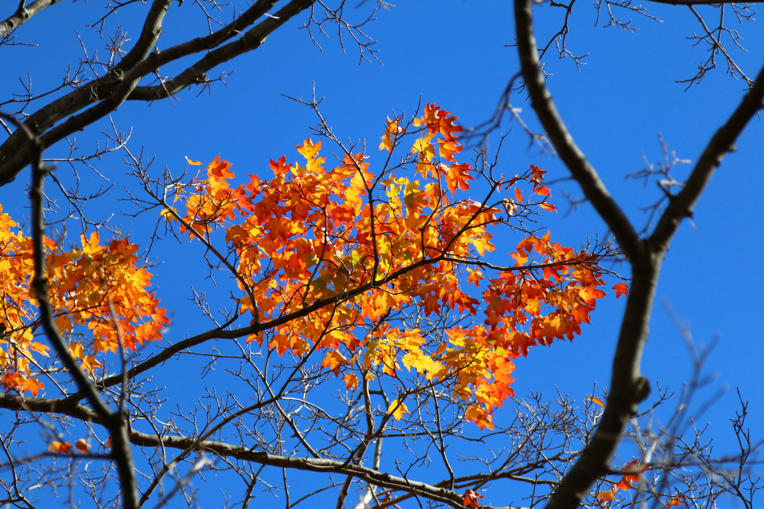 IMG_3067-LR1.jpg