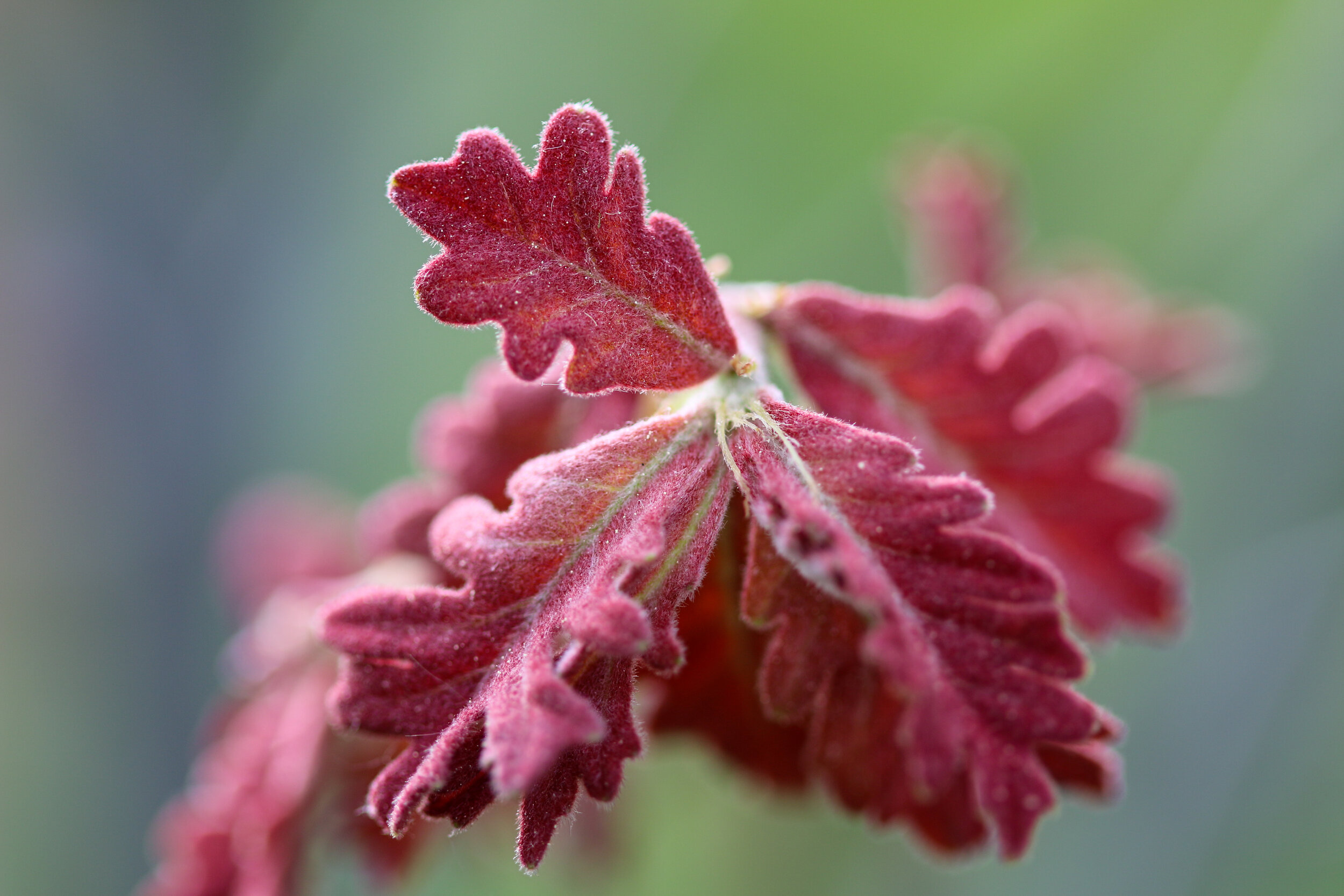 IMG_3707-LR1.jpg