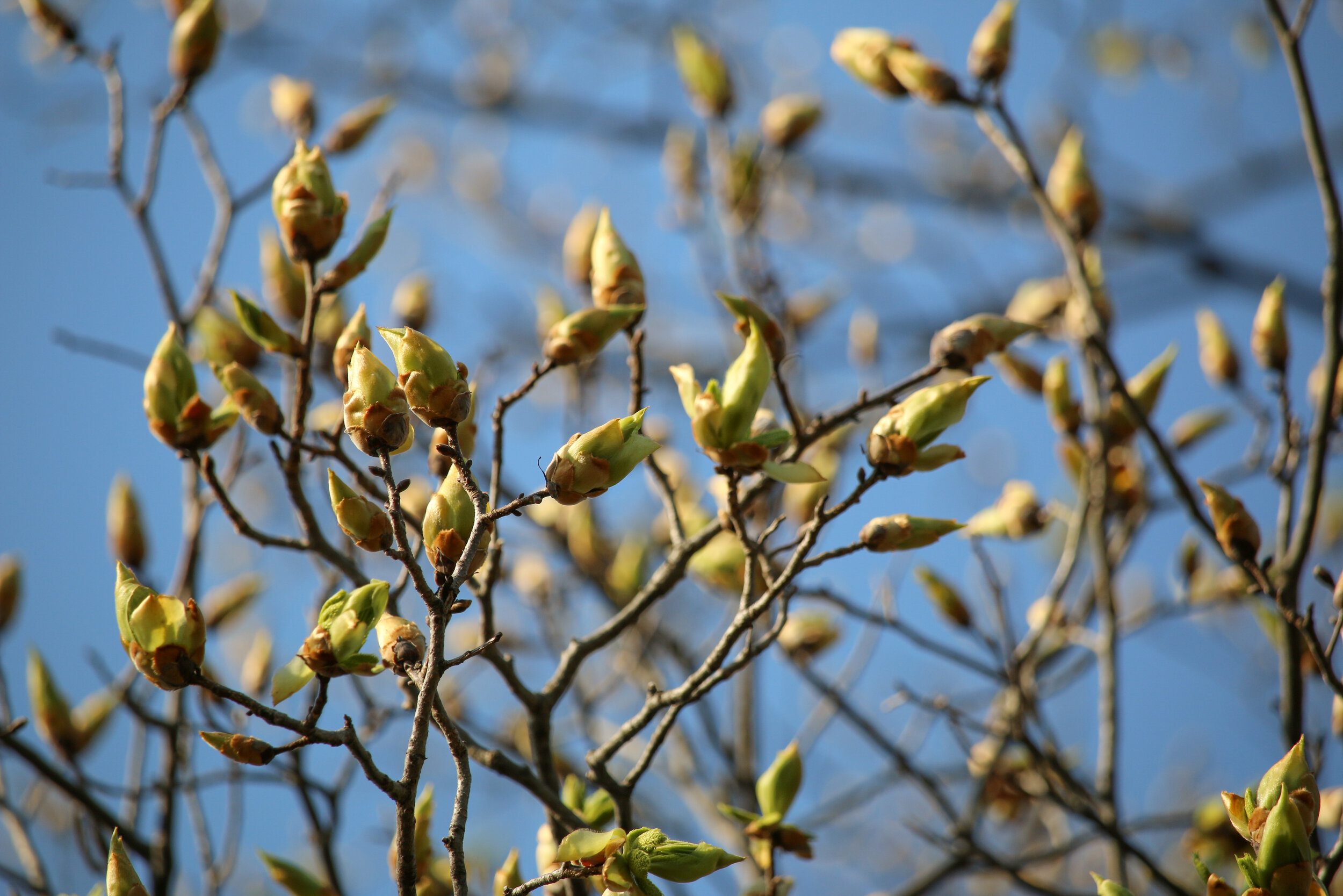 IMG_3090-LR1.jpg