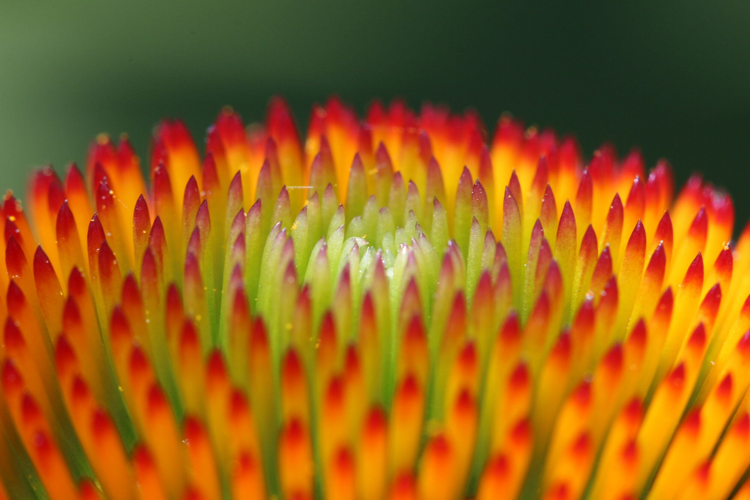 IMG_7506-LR1.jpg