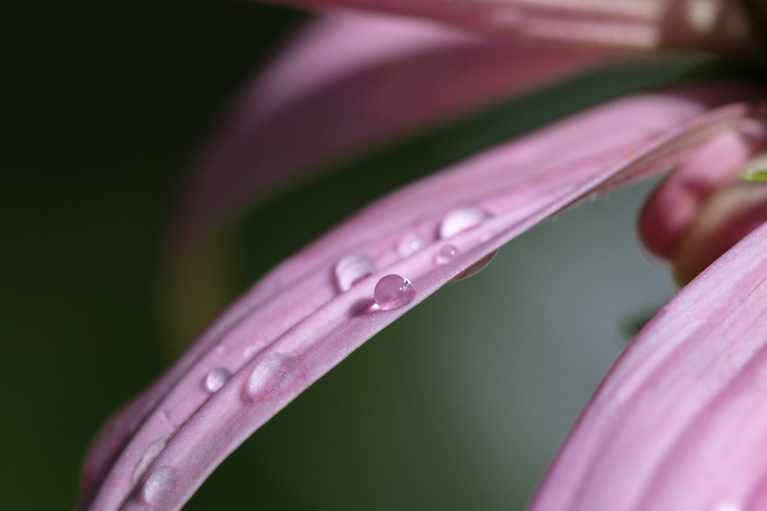 IMG_7711-LR1.jpg