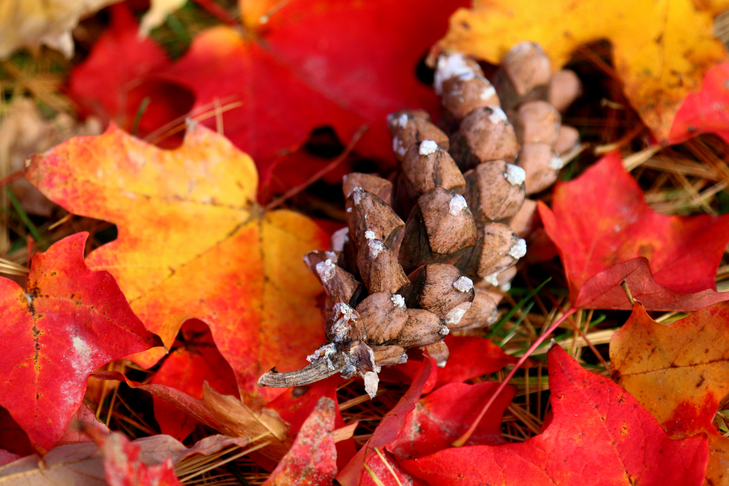 IMG_3054-LR1.jpg