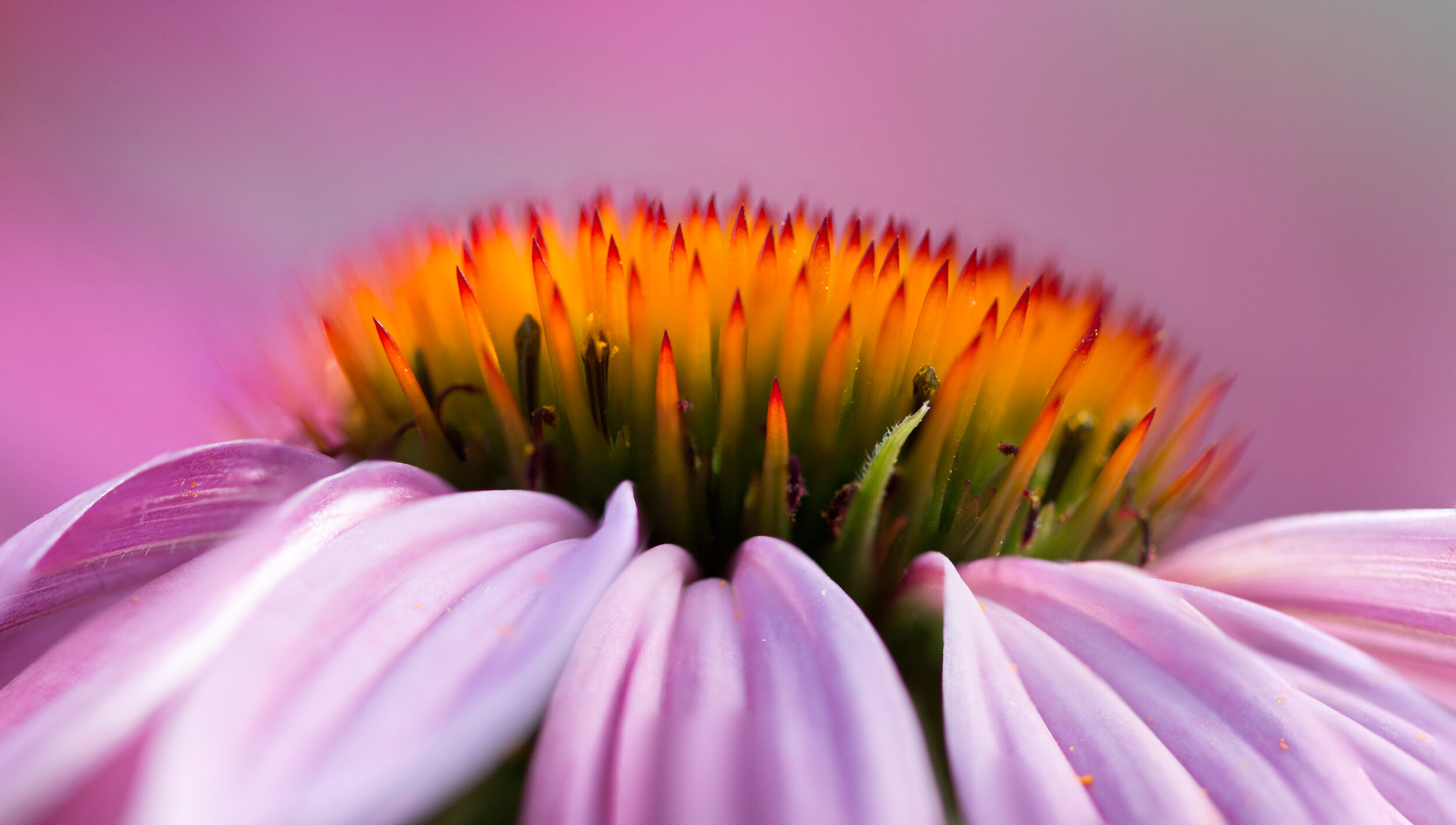 Stacked Flower 1-LR1.jpg