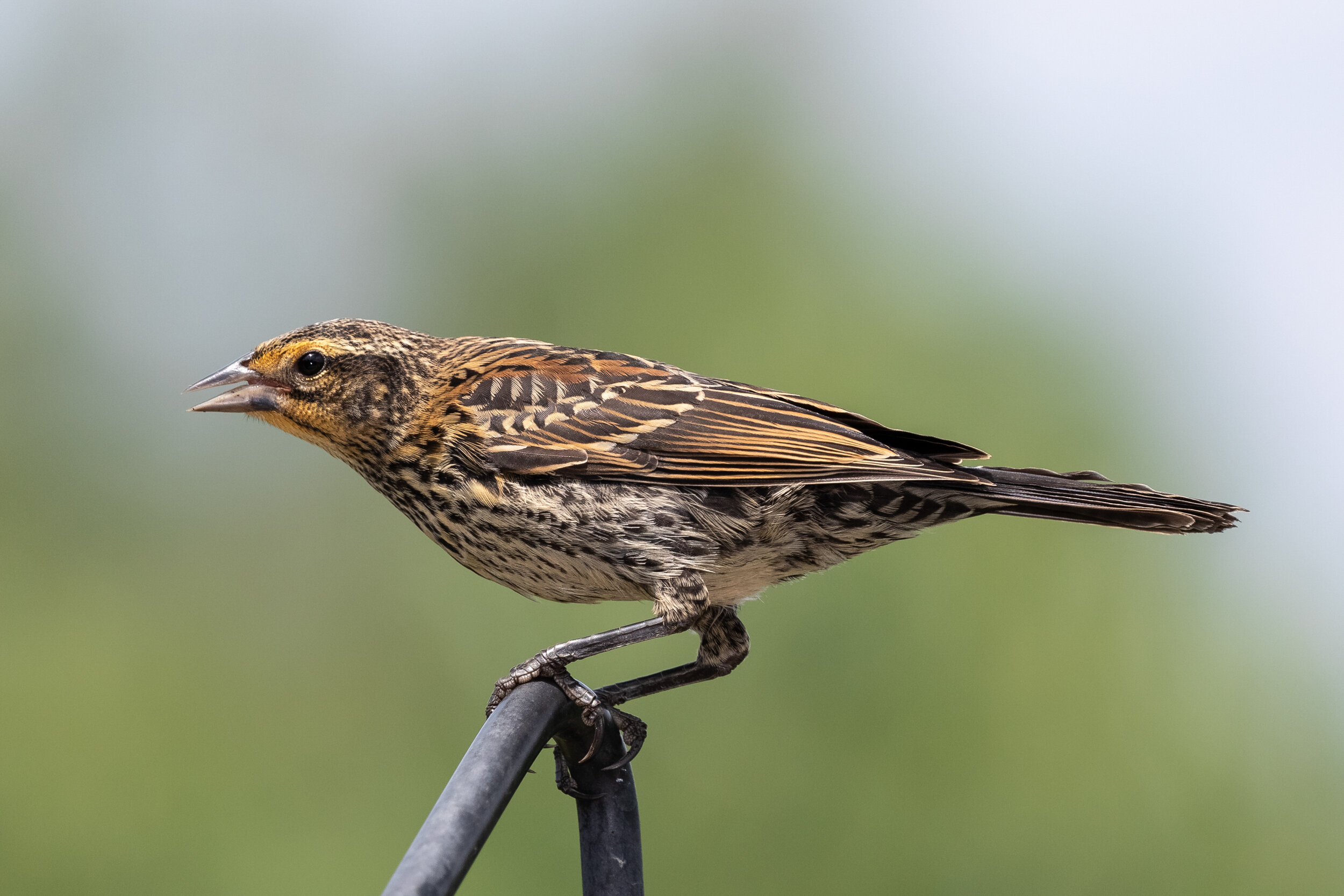 6M3A2751-LR1-LR1.jpg