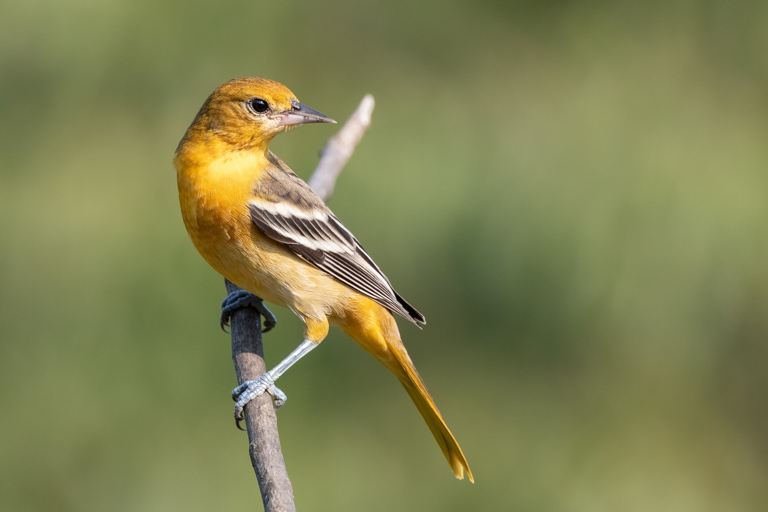 6M3A3985-LR1-LR1.jpg