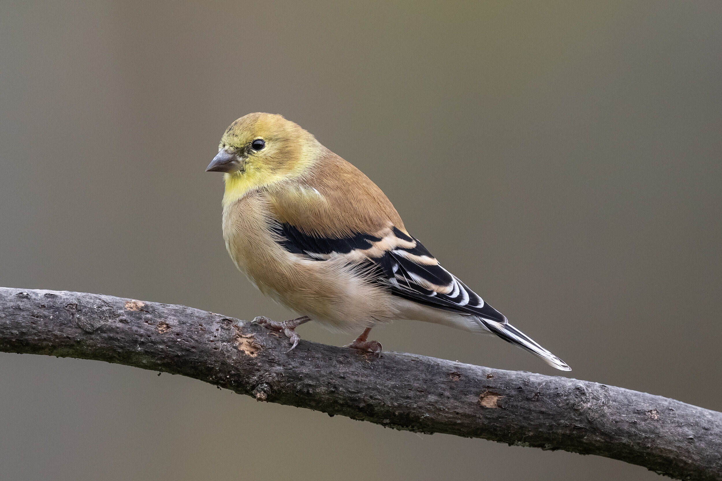 6M3A8118-LR1-LR1.jpg