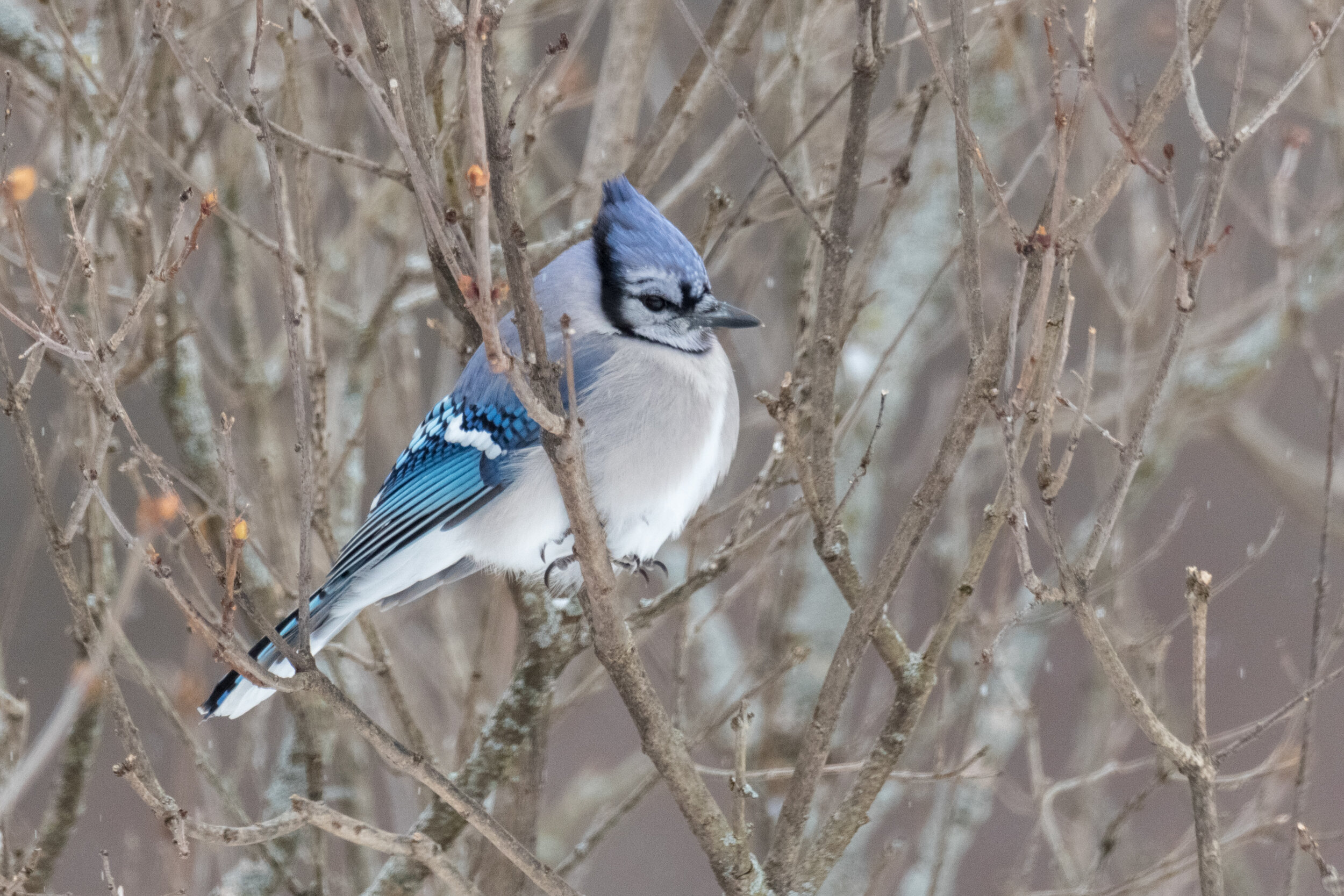 6M3A7983 LR1-LR1.jpg