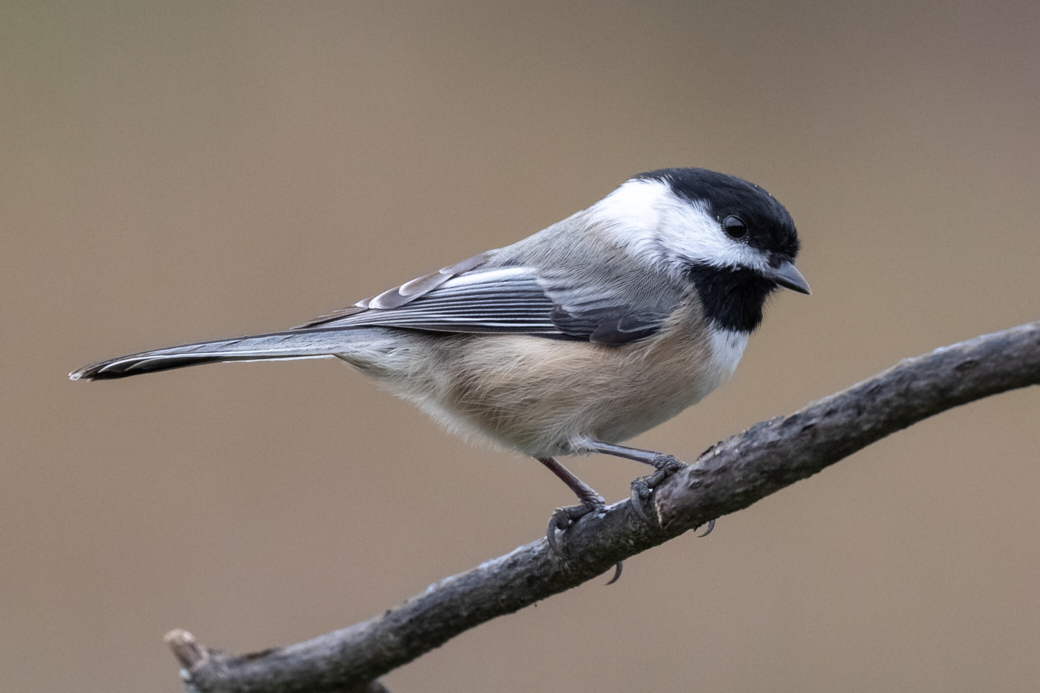 6M3A8246-LR1-LR1.jpg