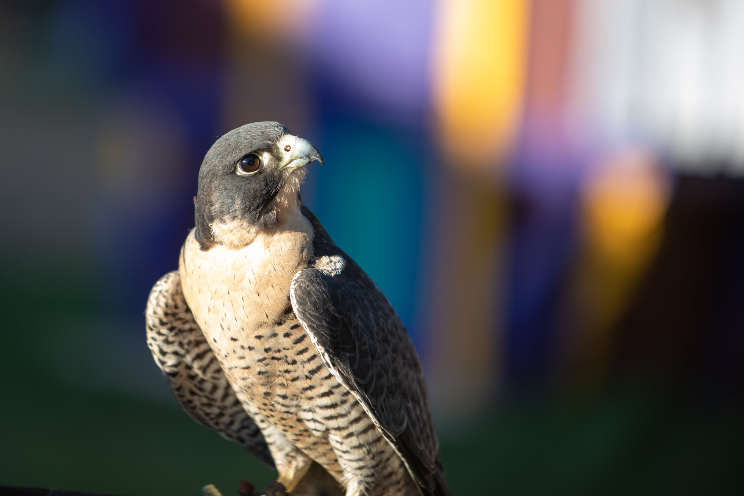 6M3A7226-LR1-LR1.jpg