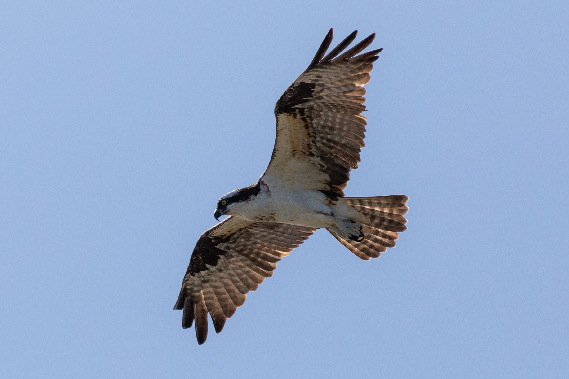 6M4A9506-LR1.jpg