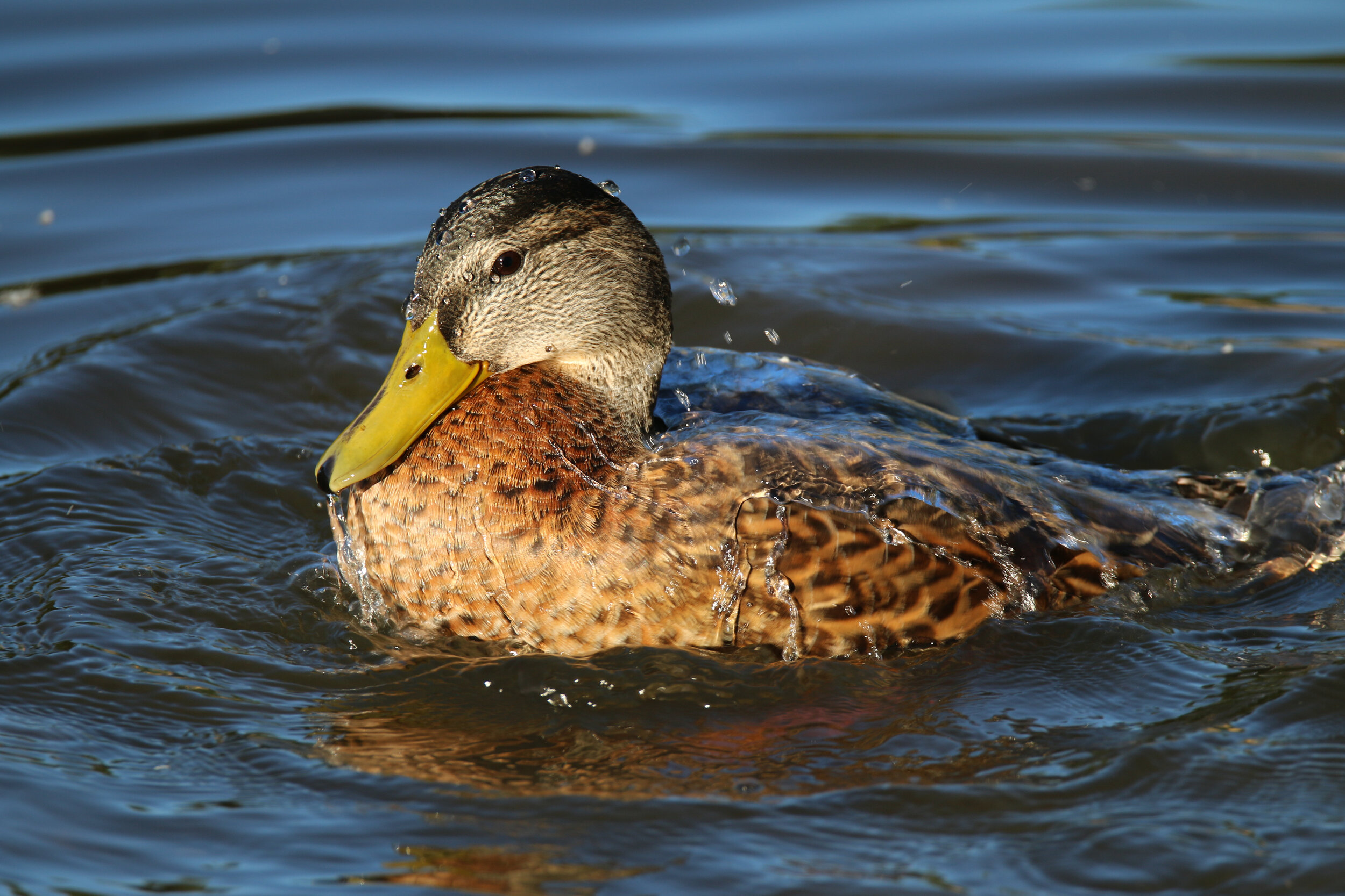 IMG_0164-LR1.jpg