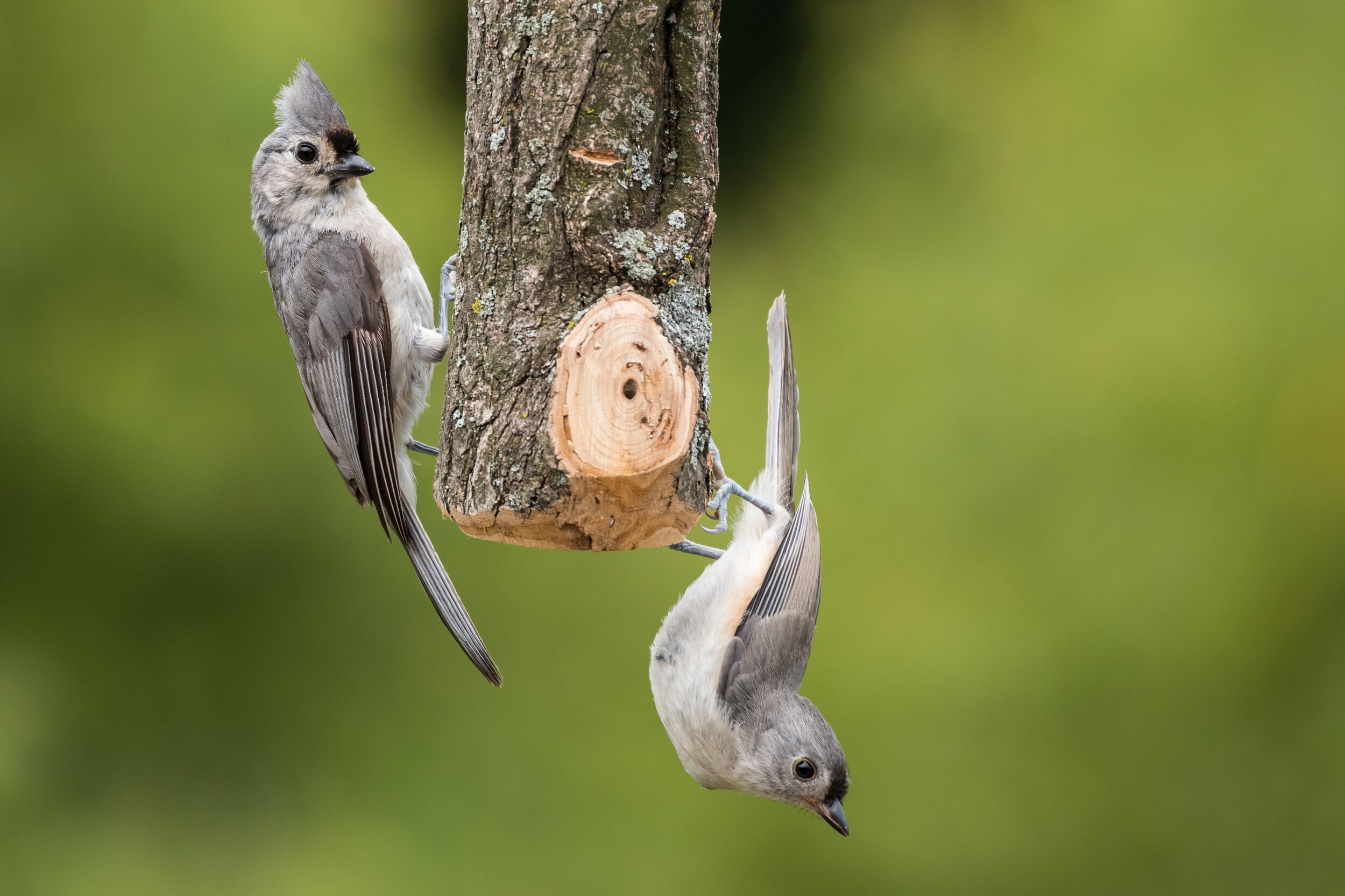 IMG_1163 LR1-LR1.jpg