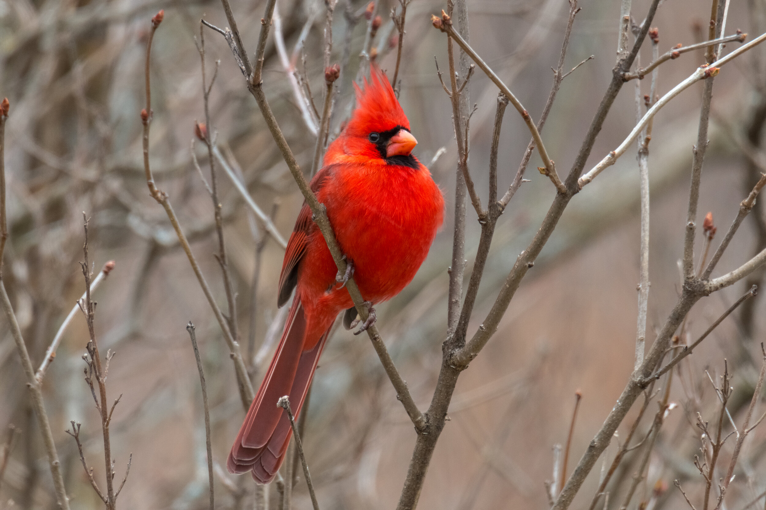 IMG_1745 LR1-LR1.jpg