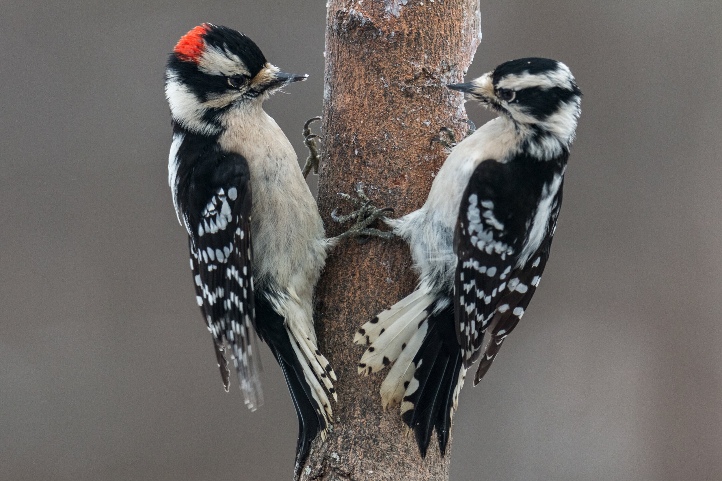 IMG_1468 LR1-LR1.jpg