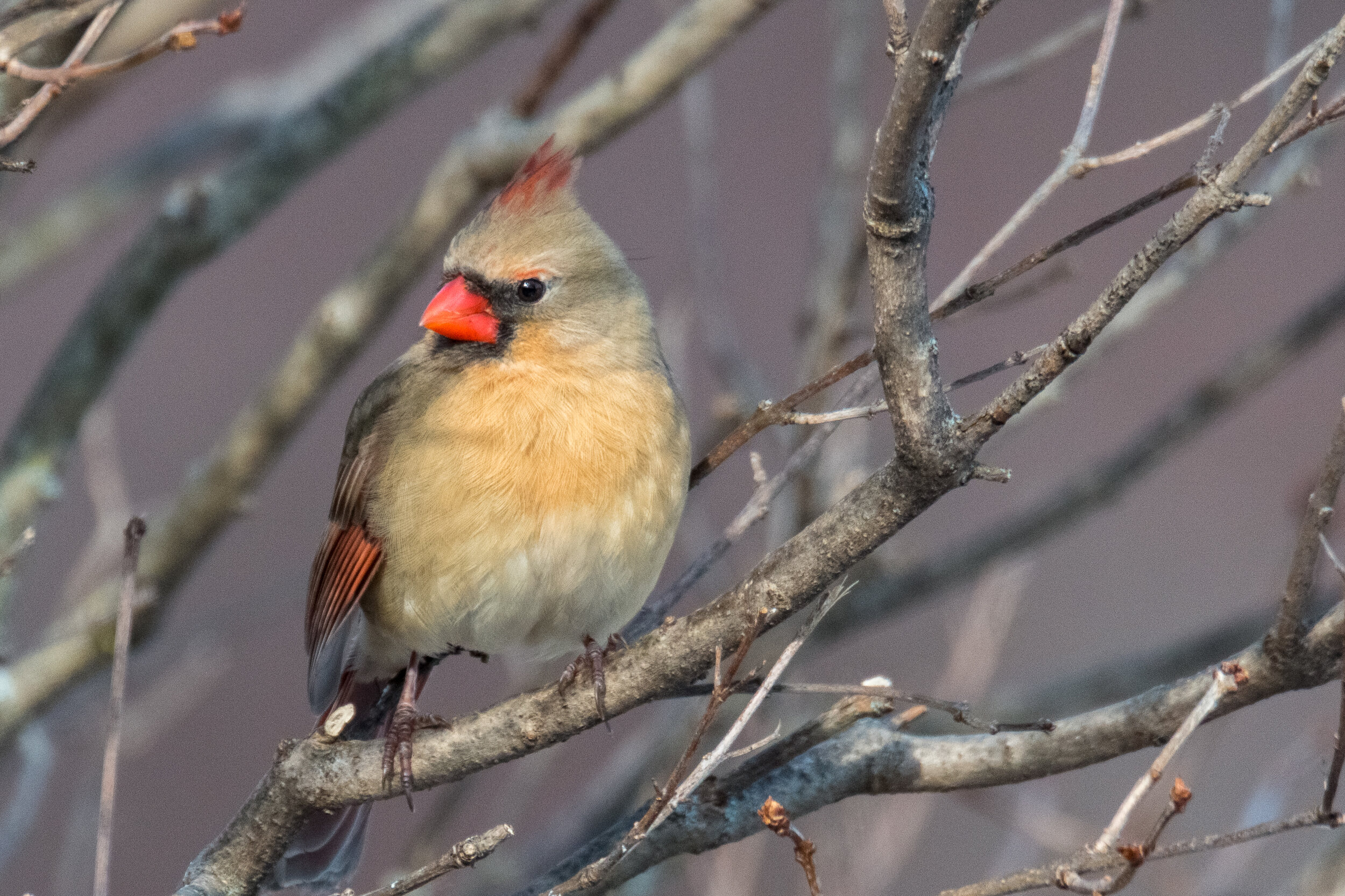IMG_1901 LR1-LR1.jpg