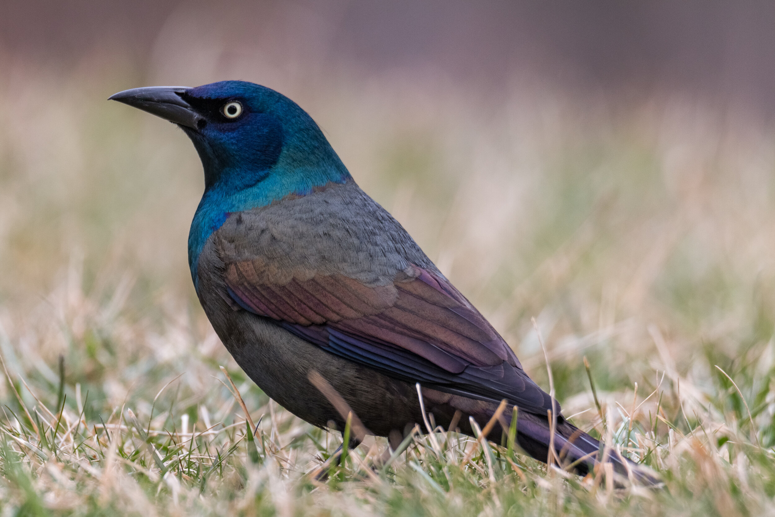 IMG_3565 LR1-LR1.jpg