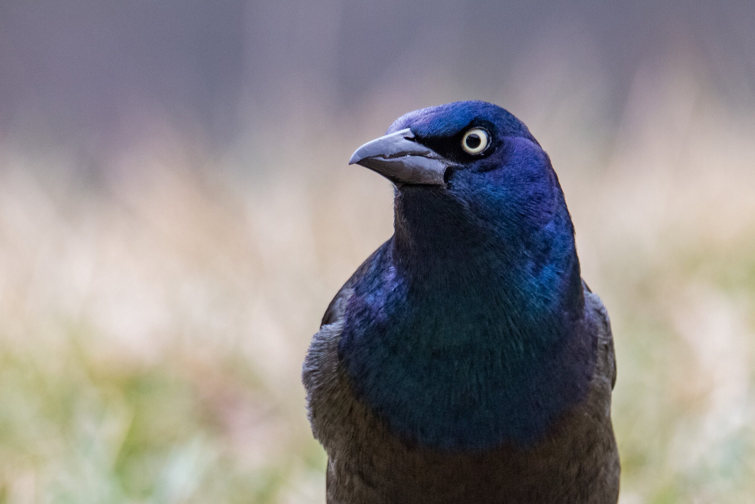 IMG_3601 LR1-LR1.jpg