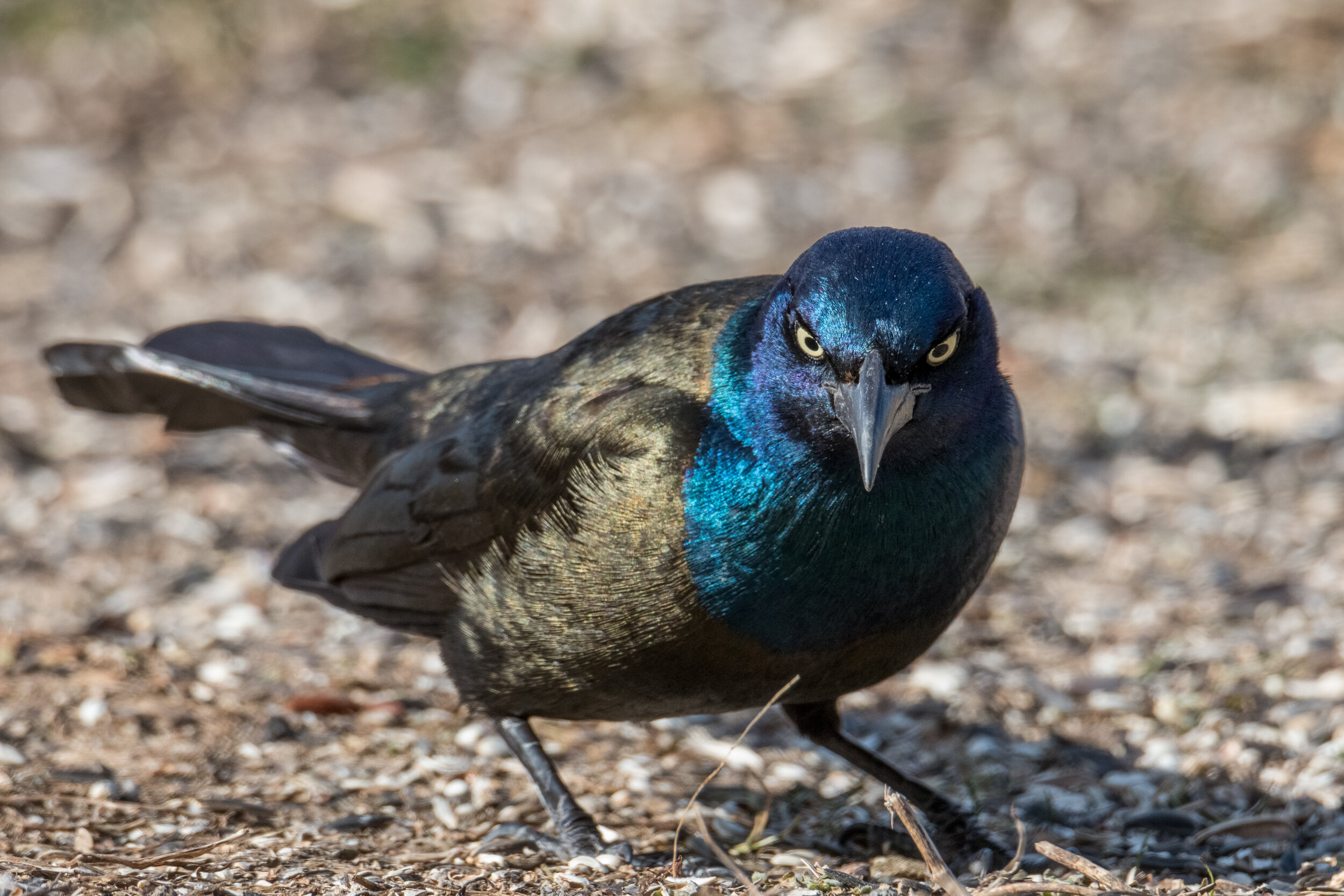 IMG_3858 LR1-LR1.jpg