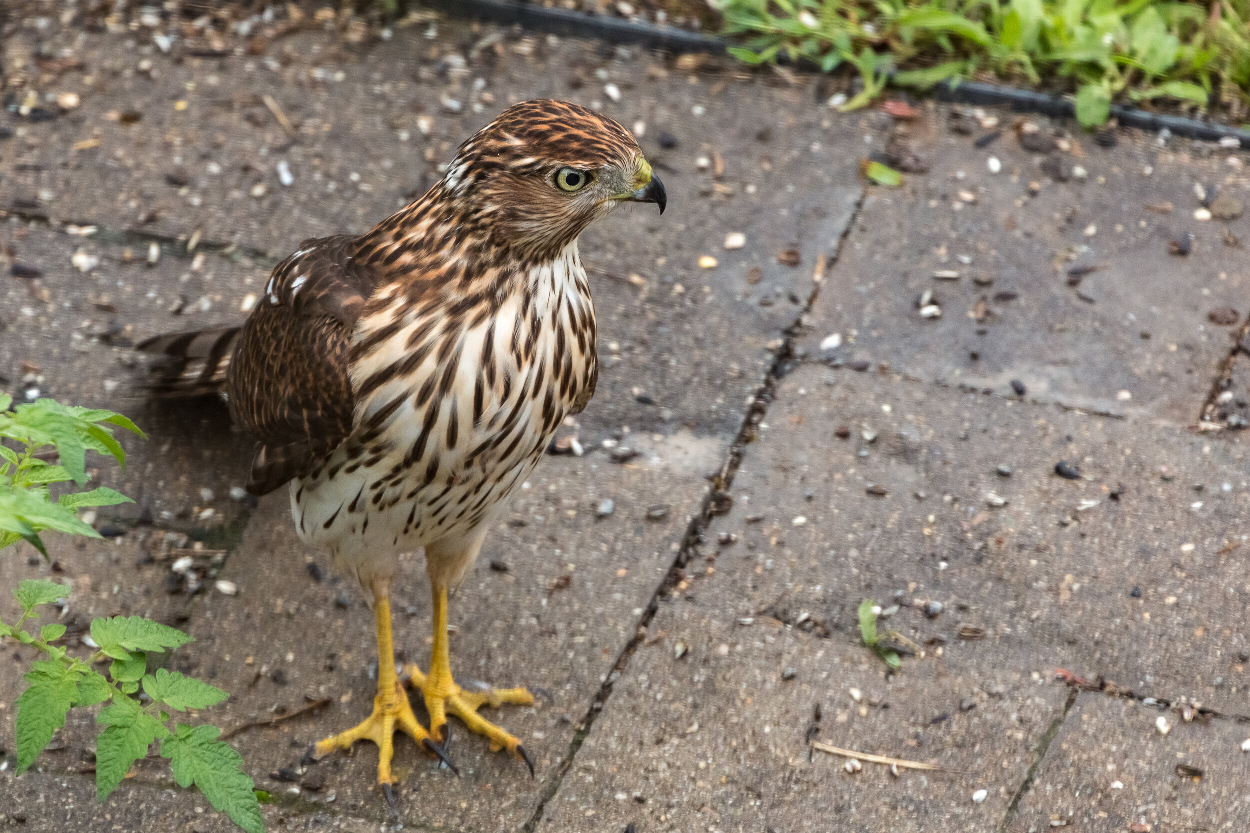 IMG_4620 LR1-LR1.jpg