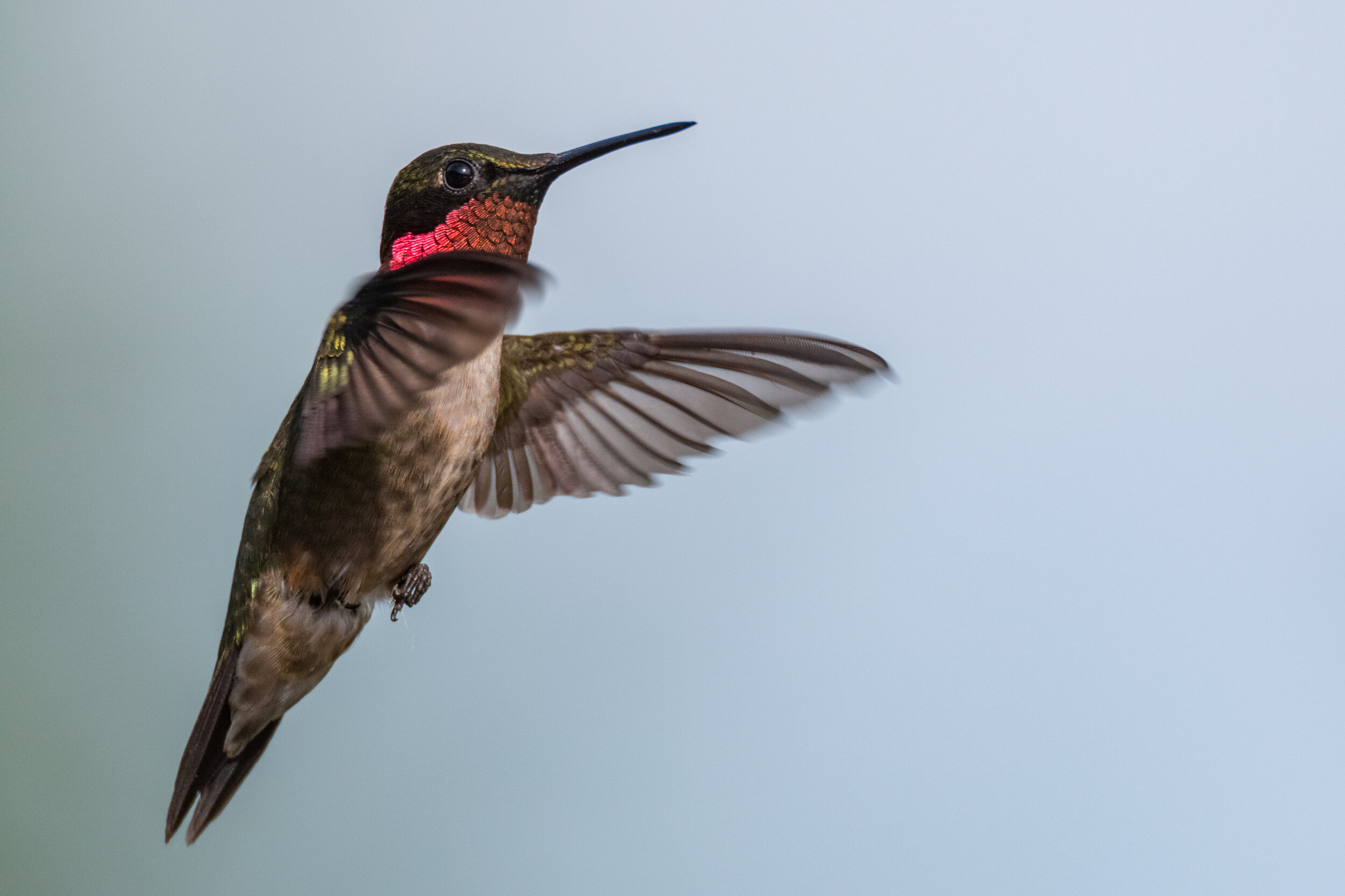 IMG_8585 LR1-LR1.jpg