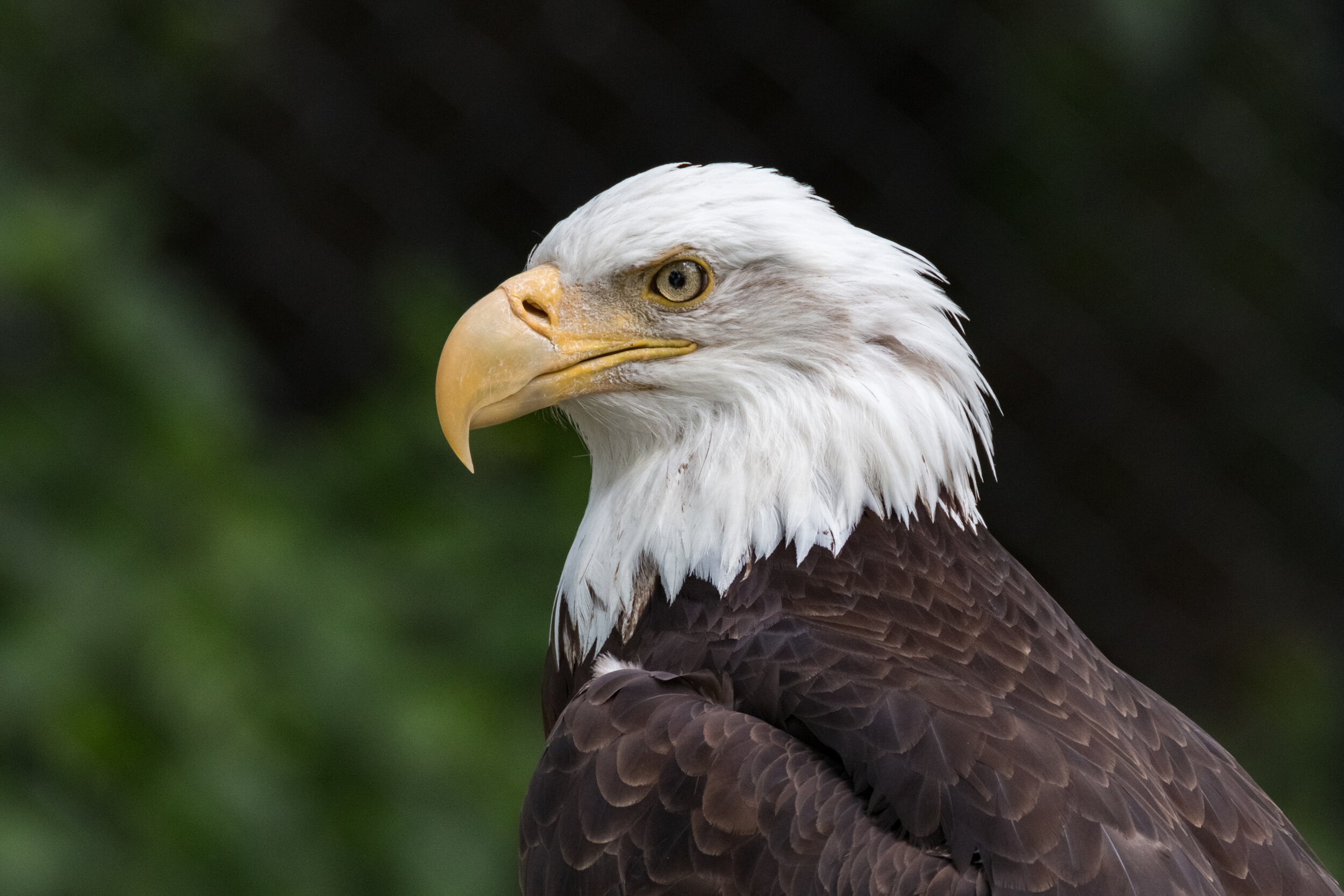 IMG_8051 LR1-LR1.jpg